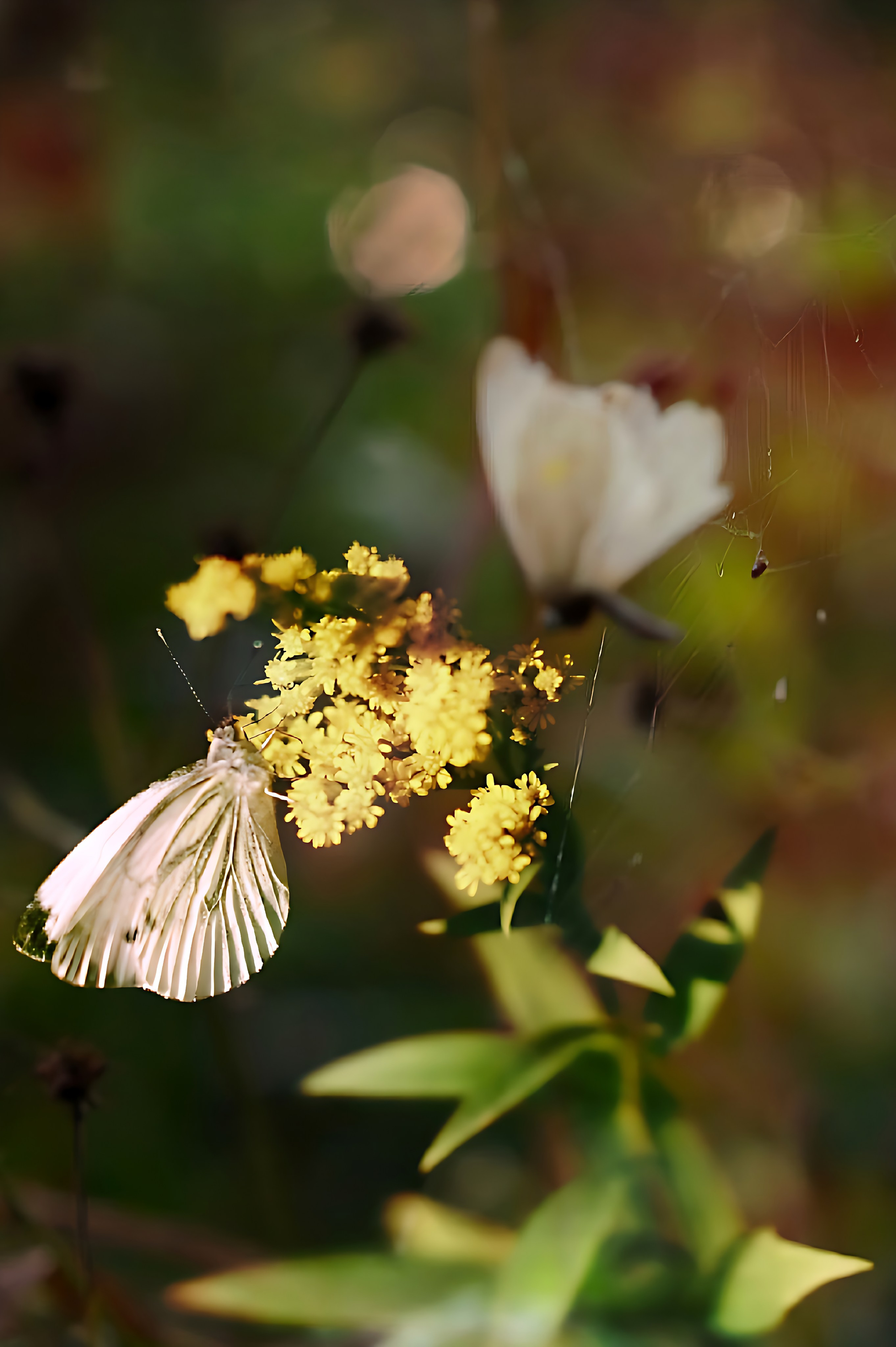 ph: Марина Гусева