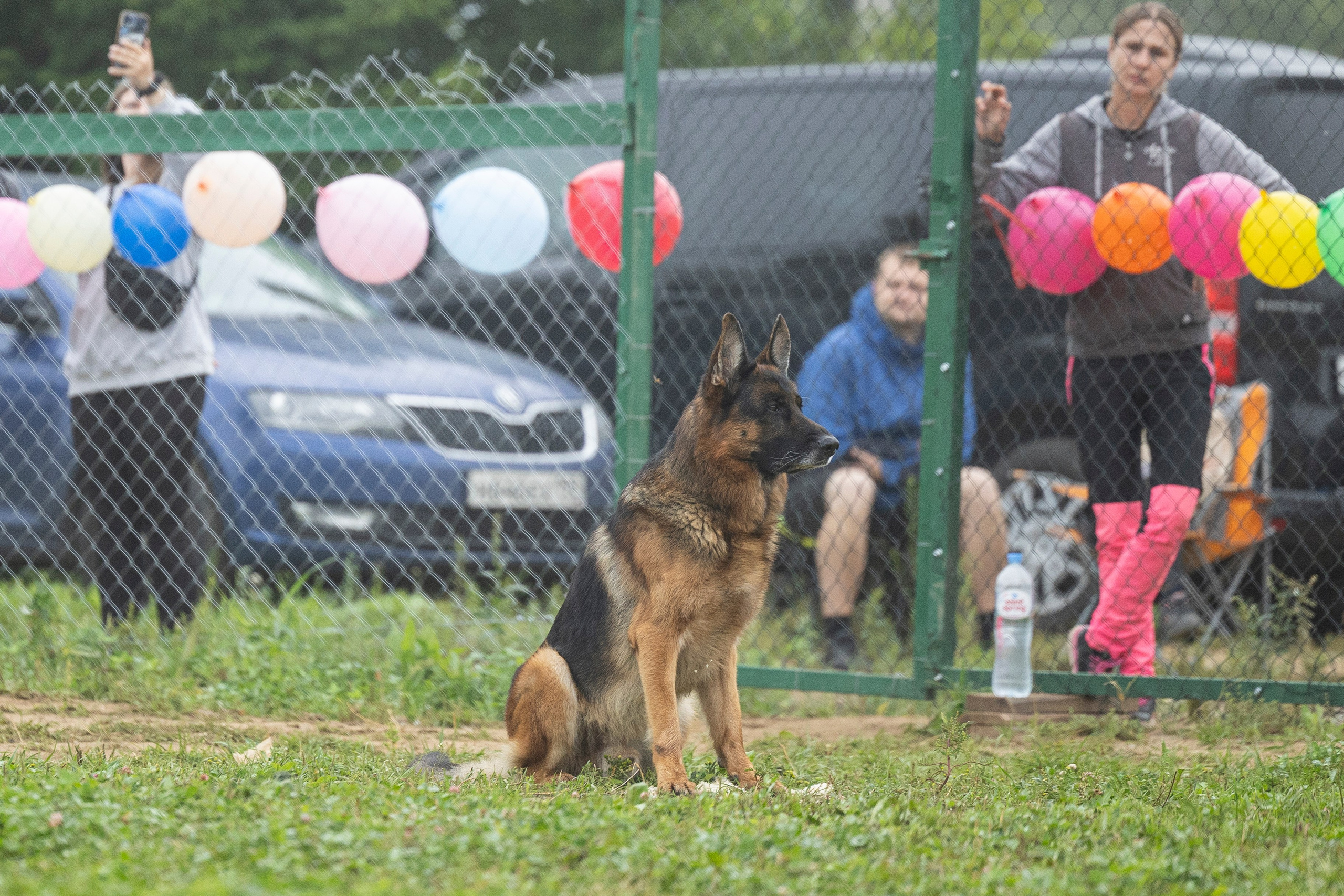 Соревнования по Мондьорингу г. Вологда 10-11.08.2024. Фотограф-анималист Анна Маринич