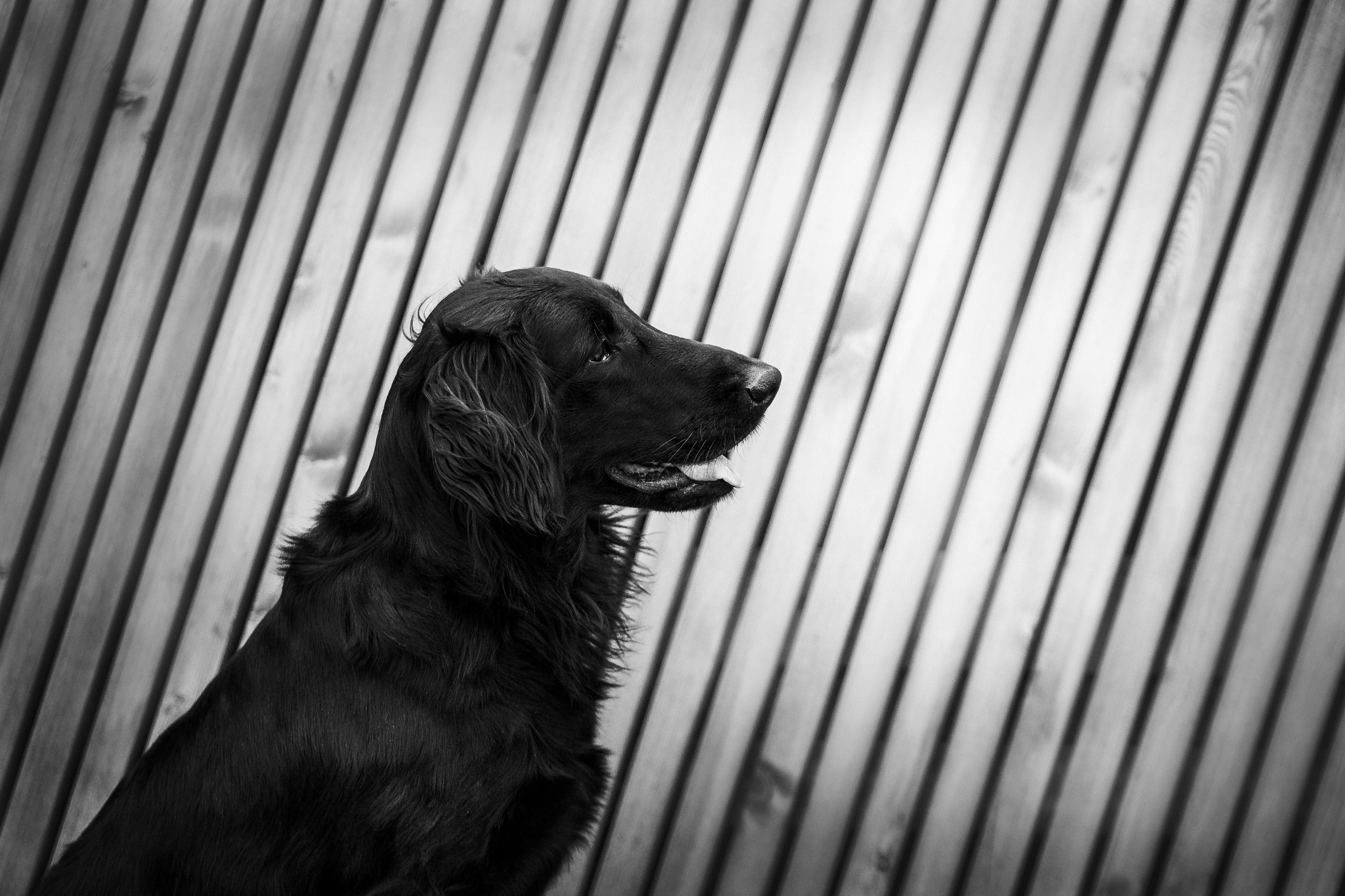 Юля, Стёпа и Мята. Фотограф-анималист Анастасия Парфенова|Екатеринбург