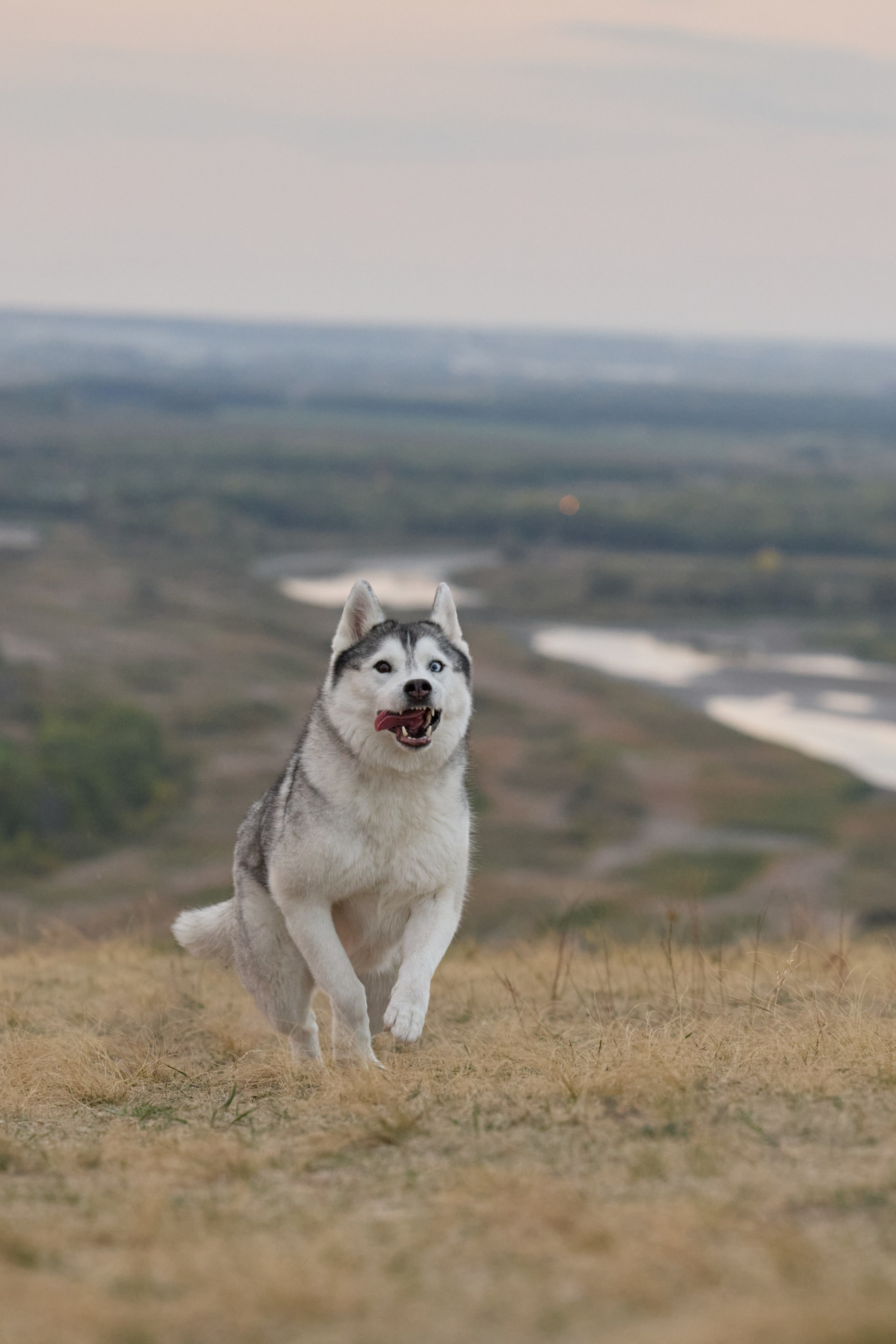 Аделя и ее хвостики. Фотограф анималист в Казани Алина Сулейманова. Фотограф животных