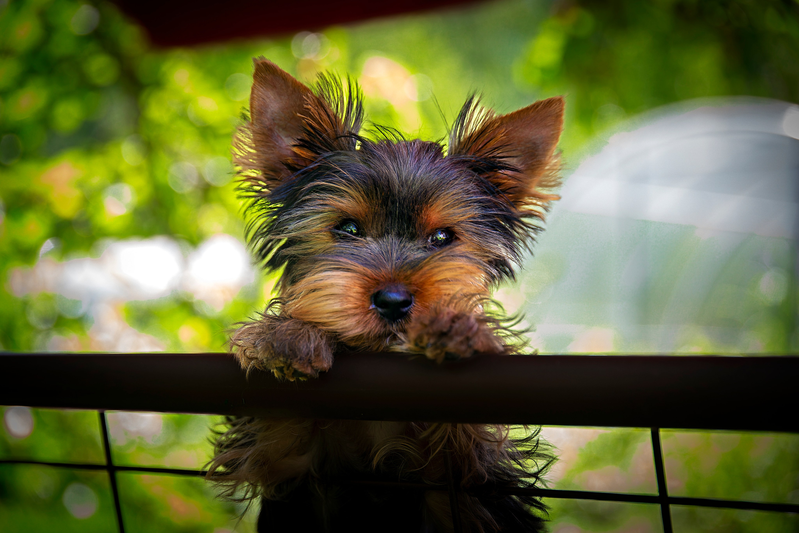 Тофик. Лев Постнов.Фотограф. Нижний Новгород