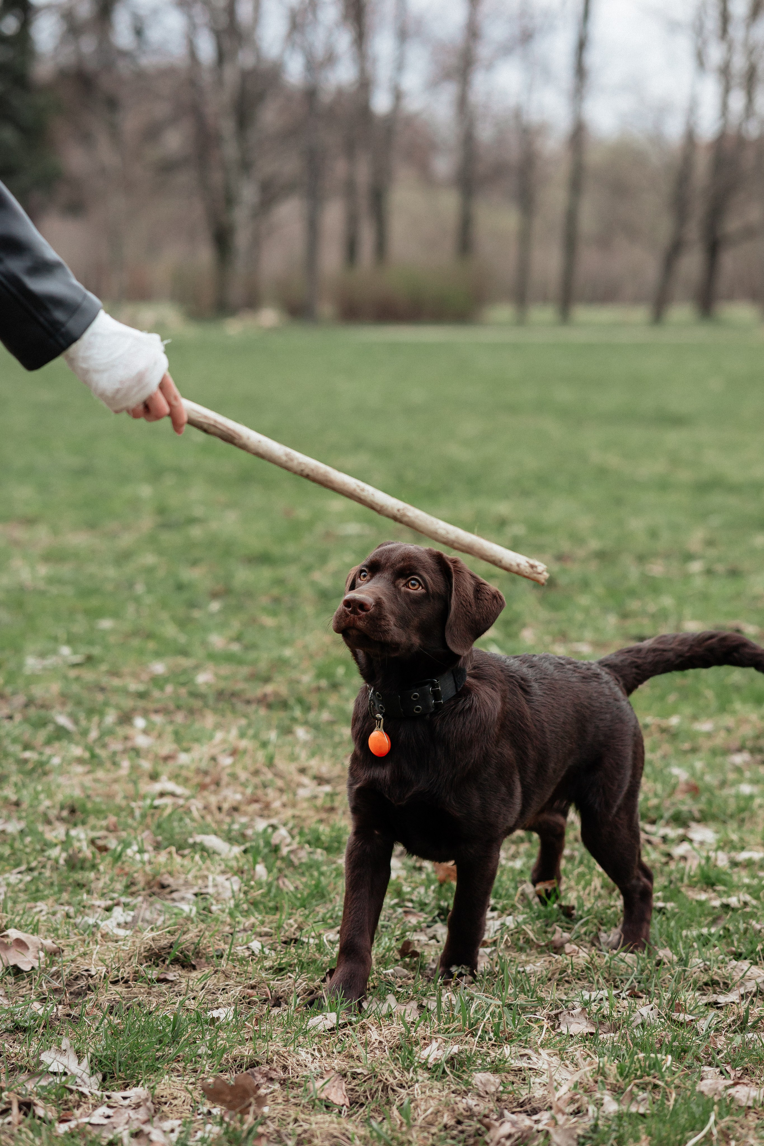 Ника и Ричи. Фотограф в Санкт-Петербурге Алёна Губинская