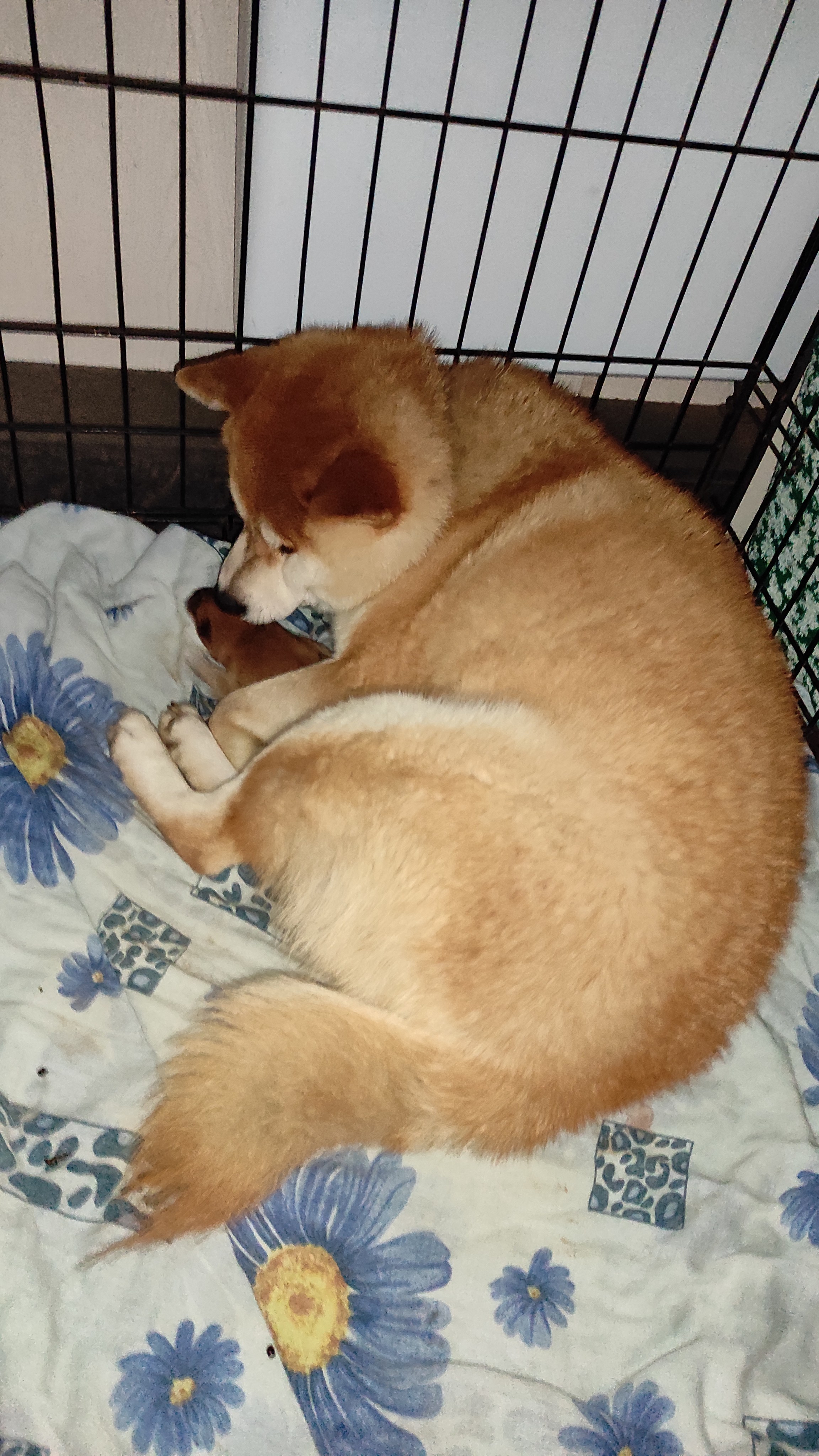 сиба питомник Рубилайт щенки на продажу rubylight  сиба щенки купить СПб Санкт-Петербург 