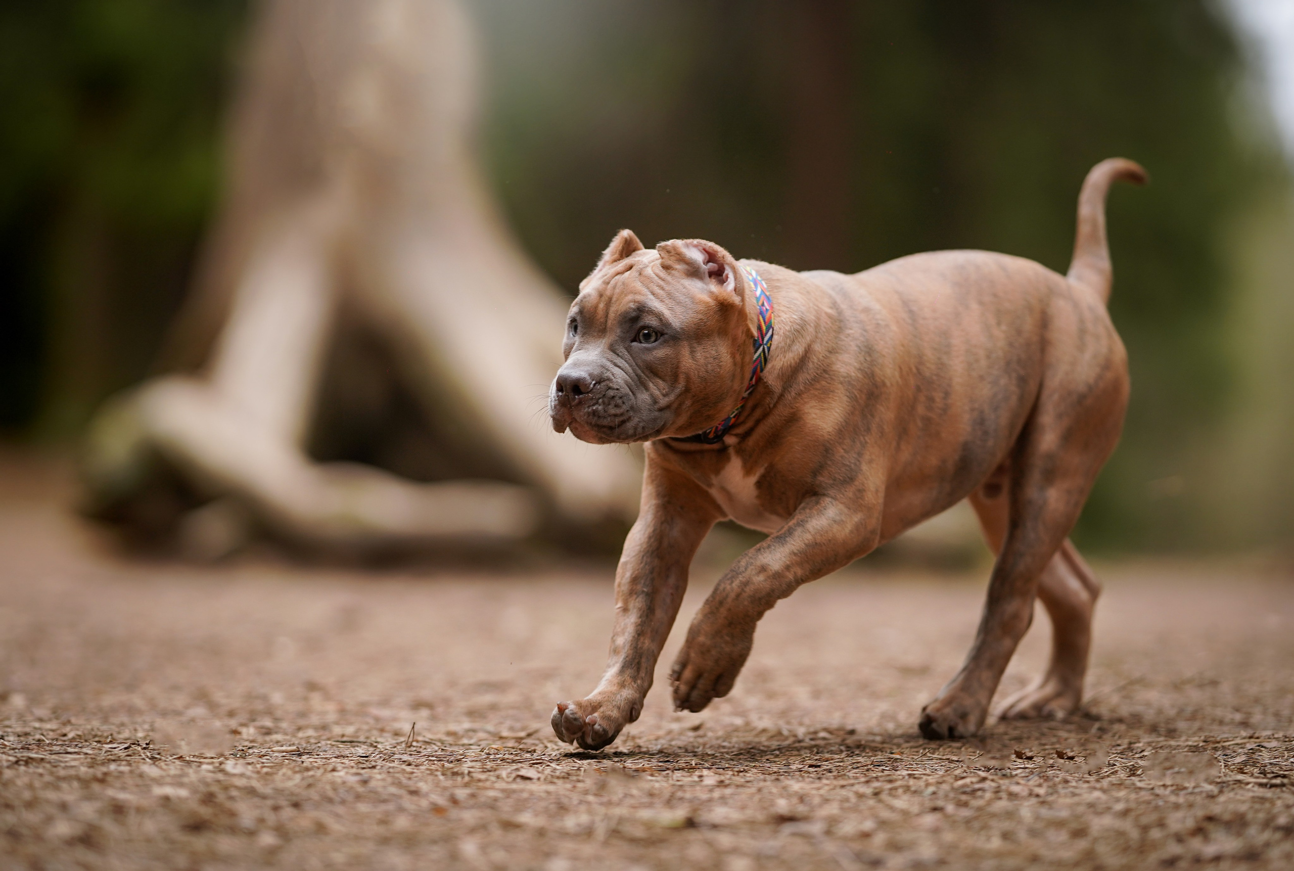 Щенки булли. Фотограф-анималист в Санкт-Петербурге Яна Мартынова