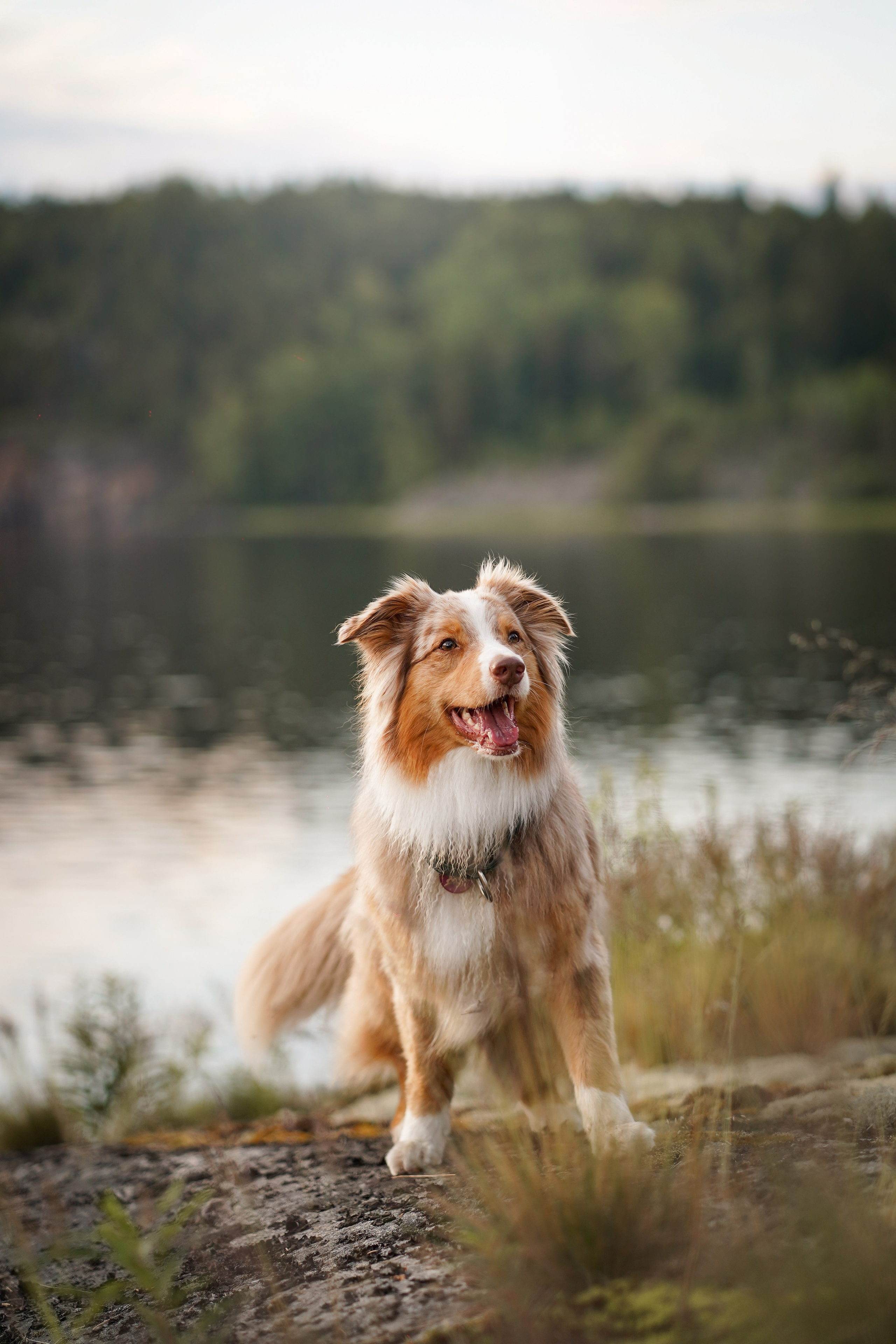 Карелия. Фотограф-анималист в Санкт-Петербурге Яна Мартынова