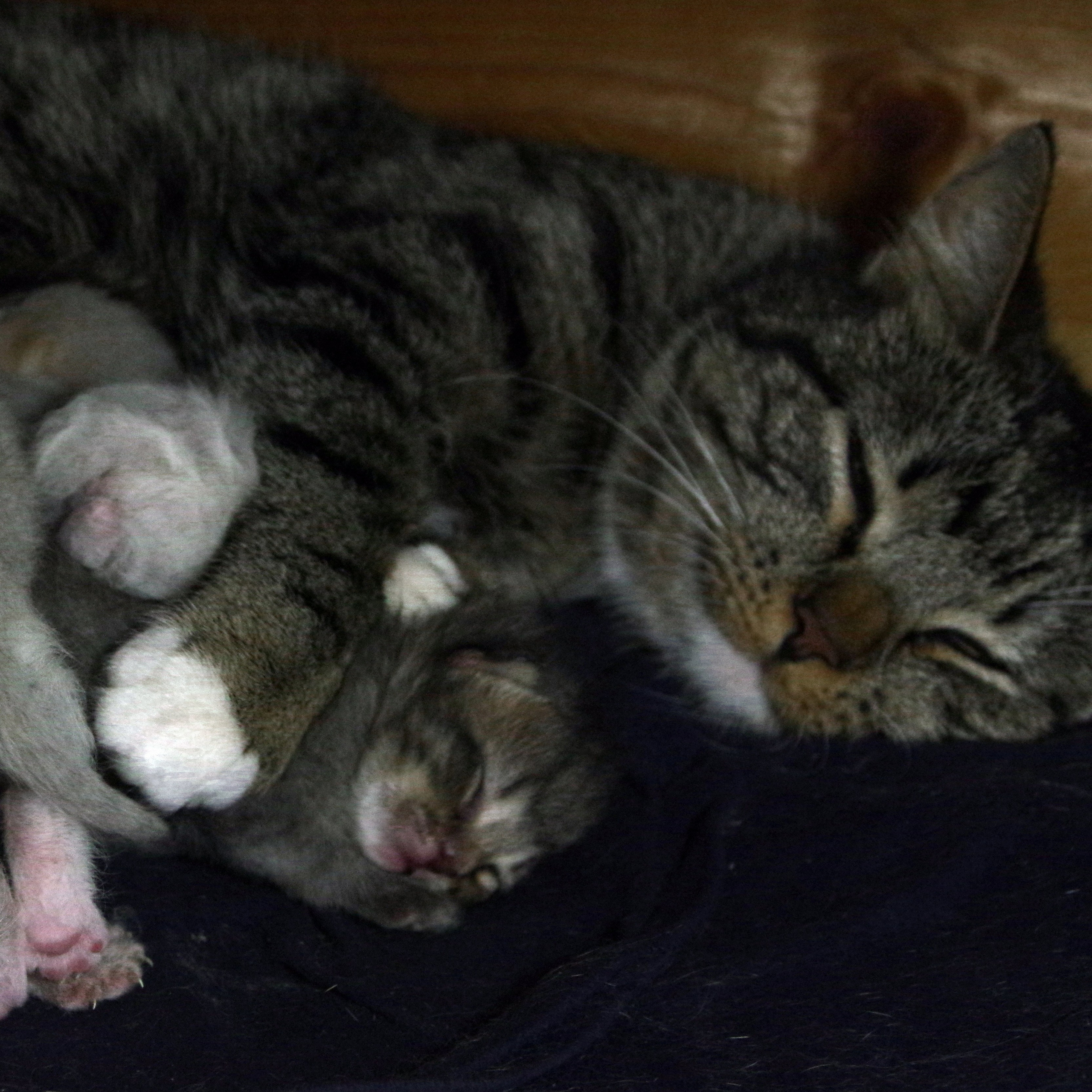 Котятам 6 дней. Вадим Шейдин