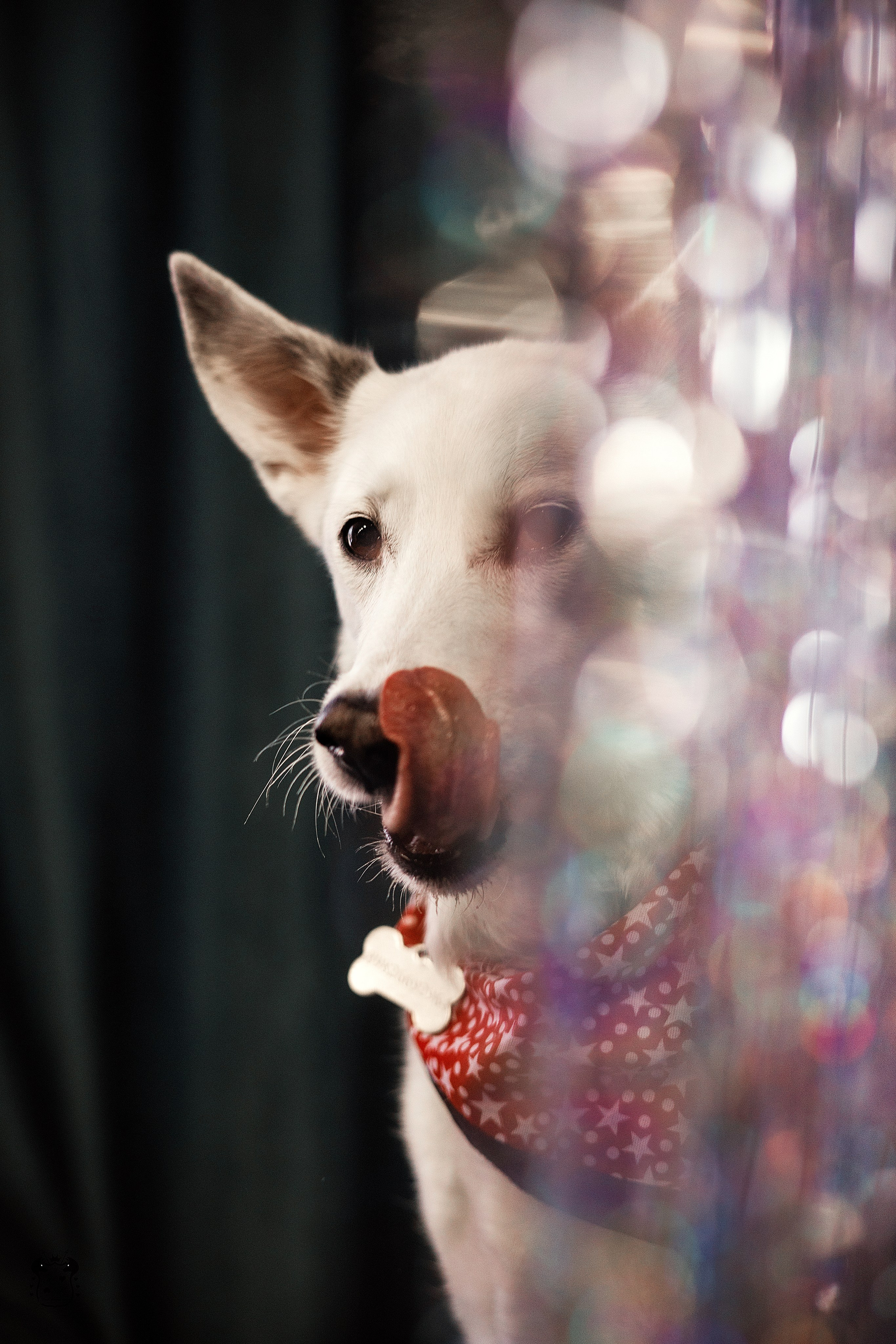 Портфолио. Фотограф-анималист в Екатеринбурге Марина Шишкина