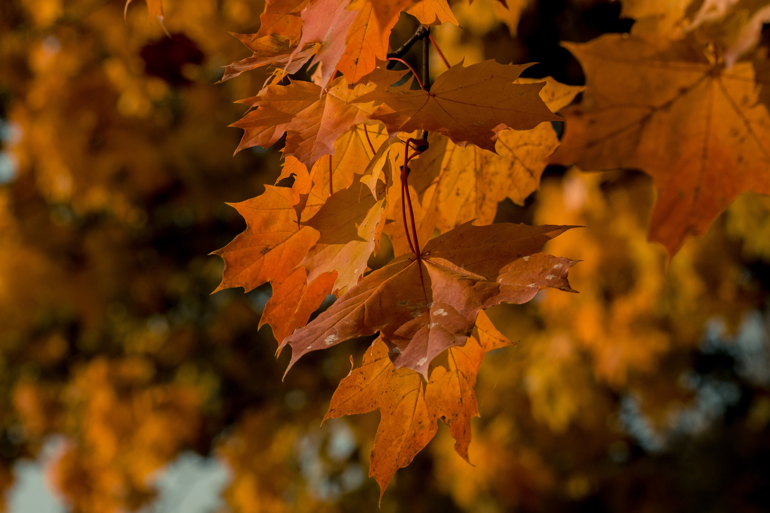 Стрит | Пейзаж. Портретный, репортажный и пейзажный фотограф в Москве Сергей Арест