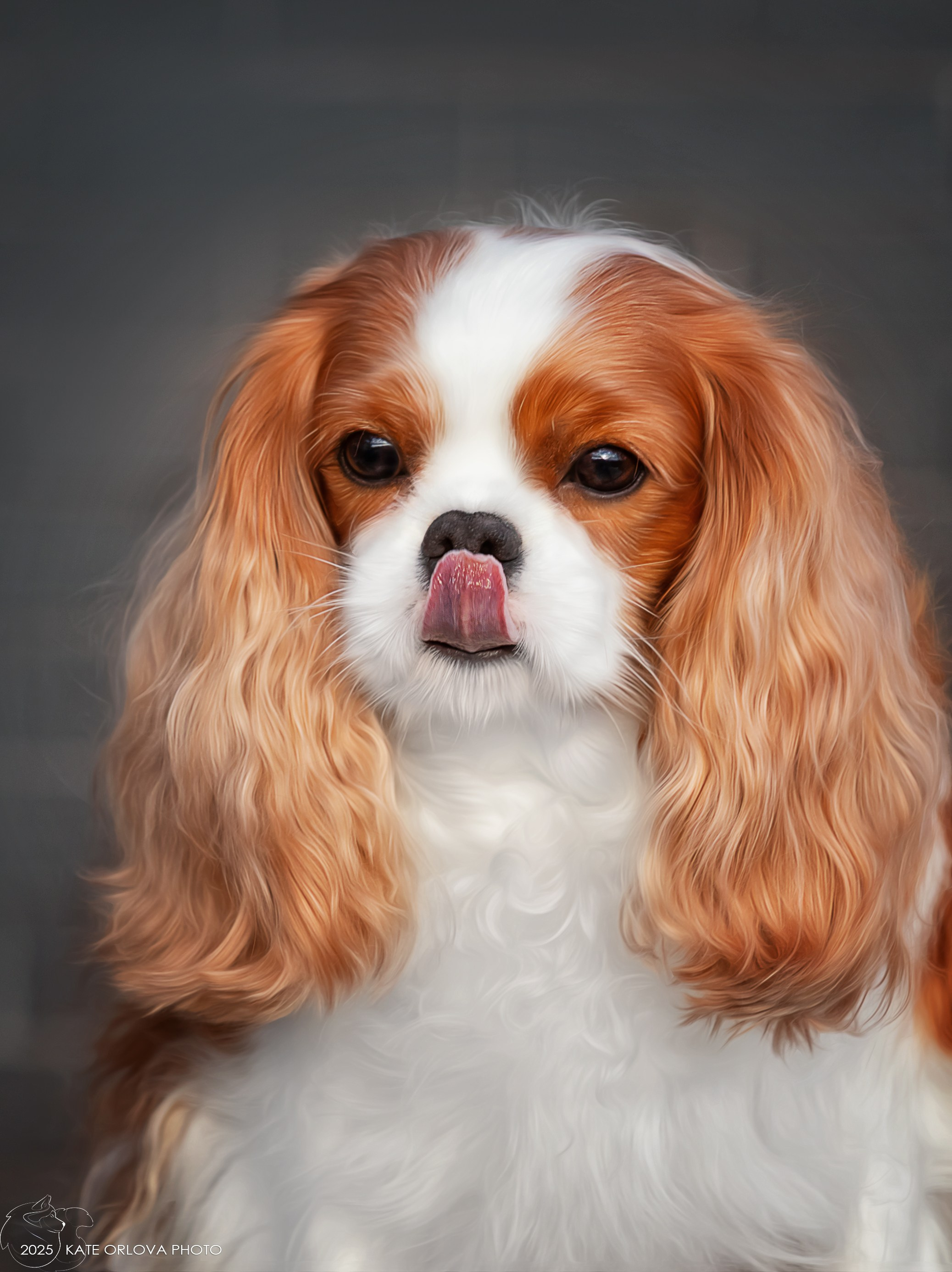 Суки. Питомник кавалер кинг чарльз спаниелей