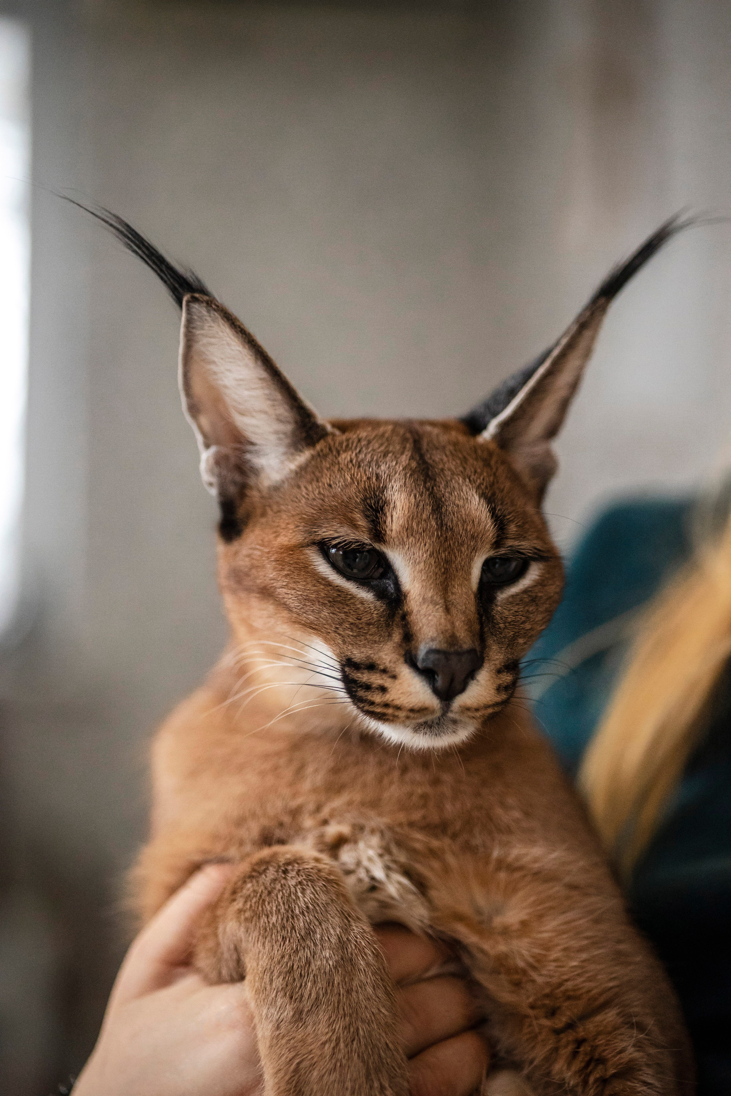 Съемка с лисами. Анастасия Белаш