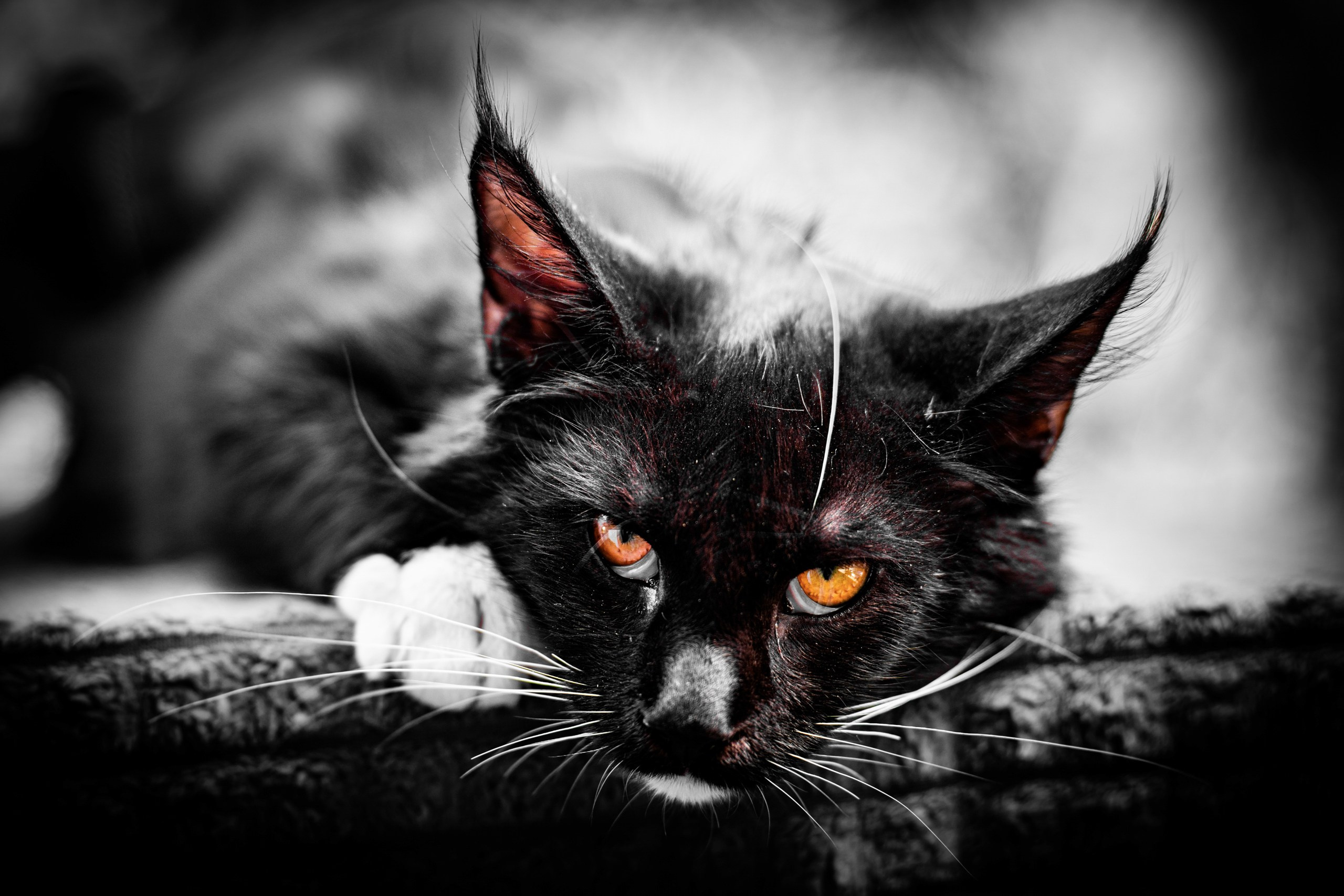 Животные. Профессиональный фотограф в Волгодонске Алексей Рубашевский