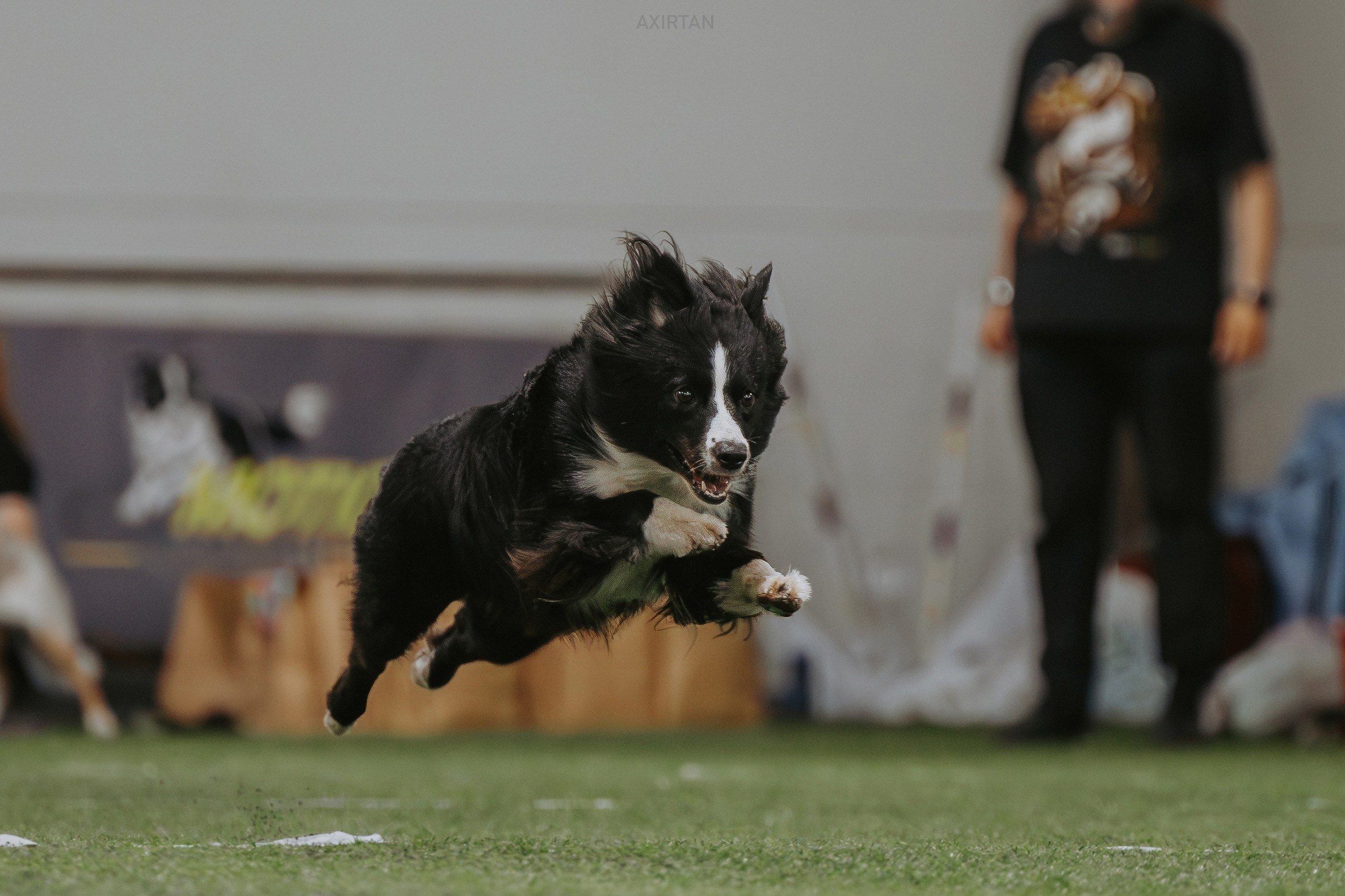 Хава. BLGKV питомник собак