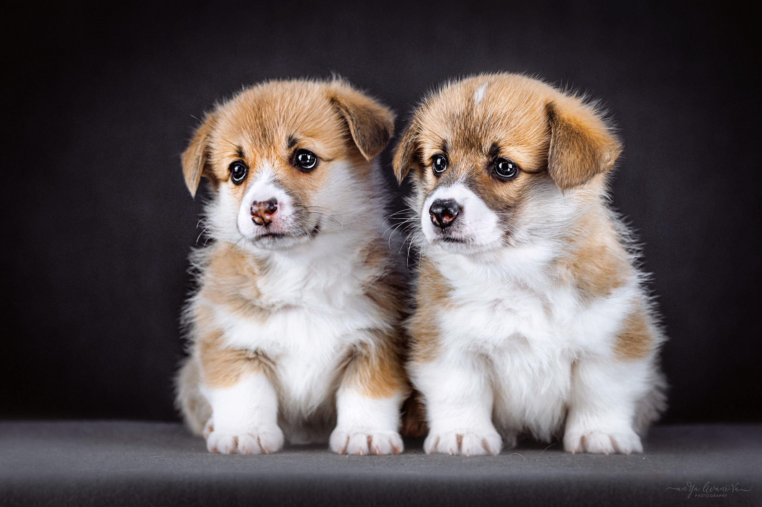 Коржики. Фотограф анималист Аня Ливанова | Рыбинск