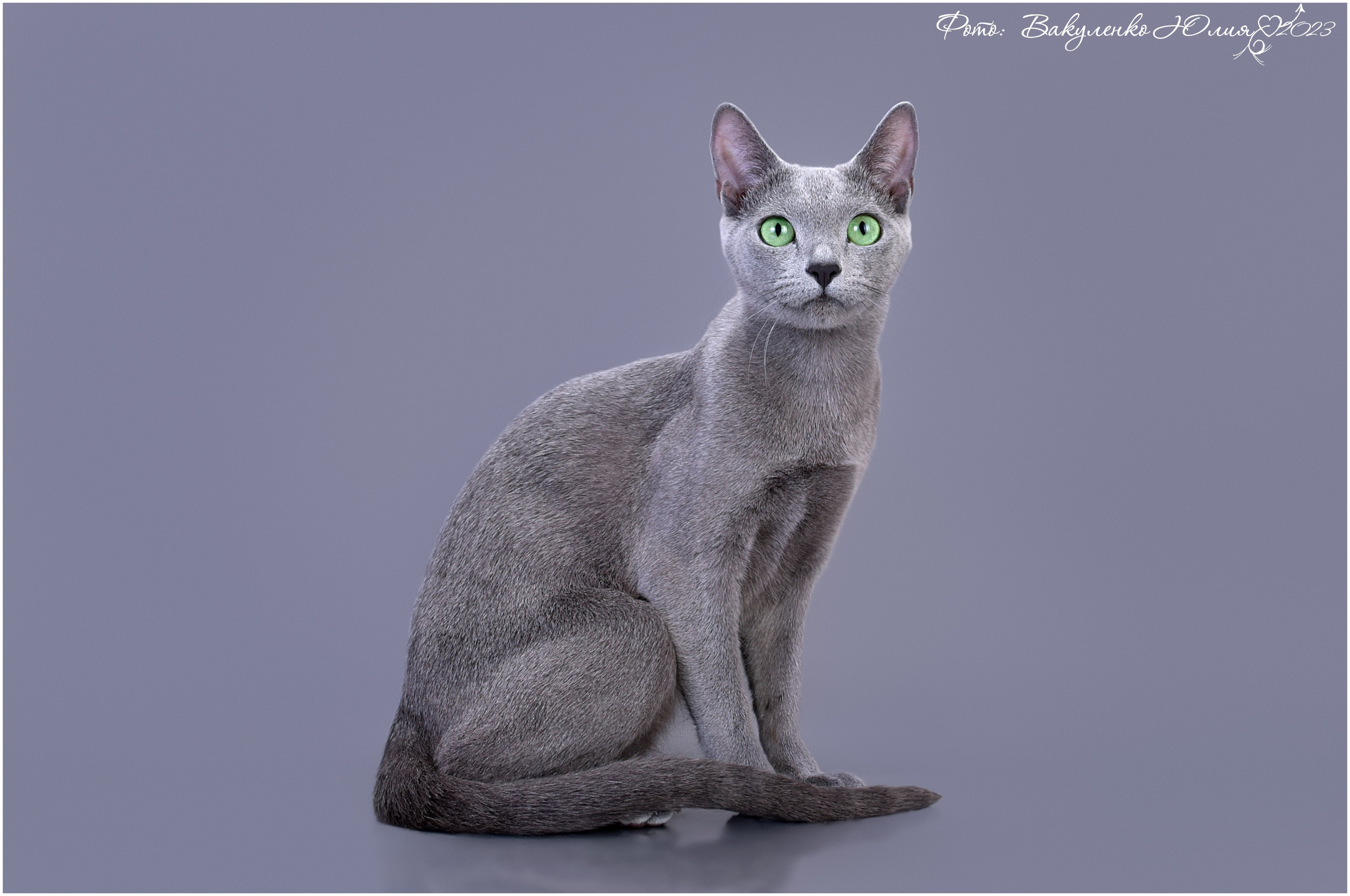 Взрослые. Фотограф анималист | семейный Юлия Вакуленко, г. Краснодар