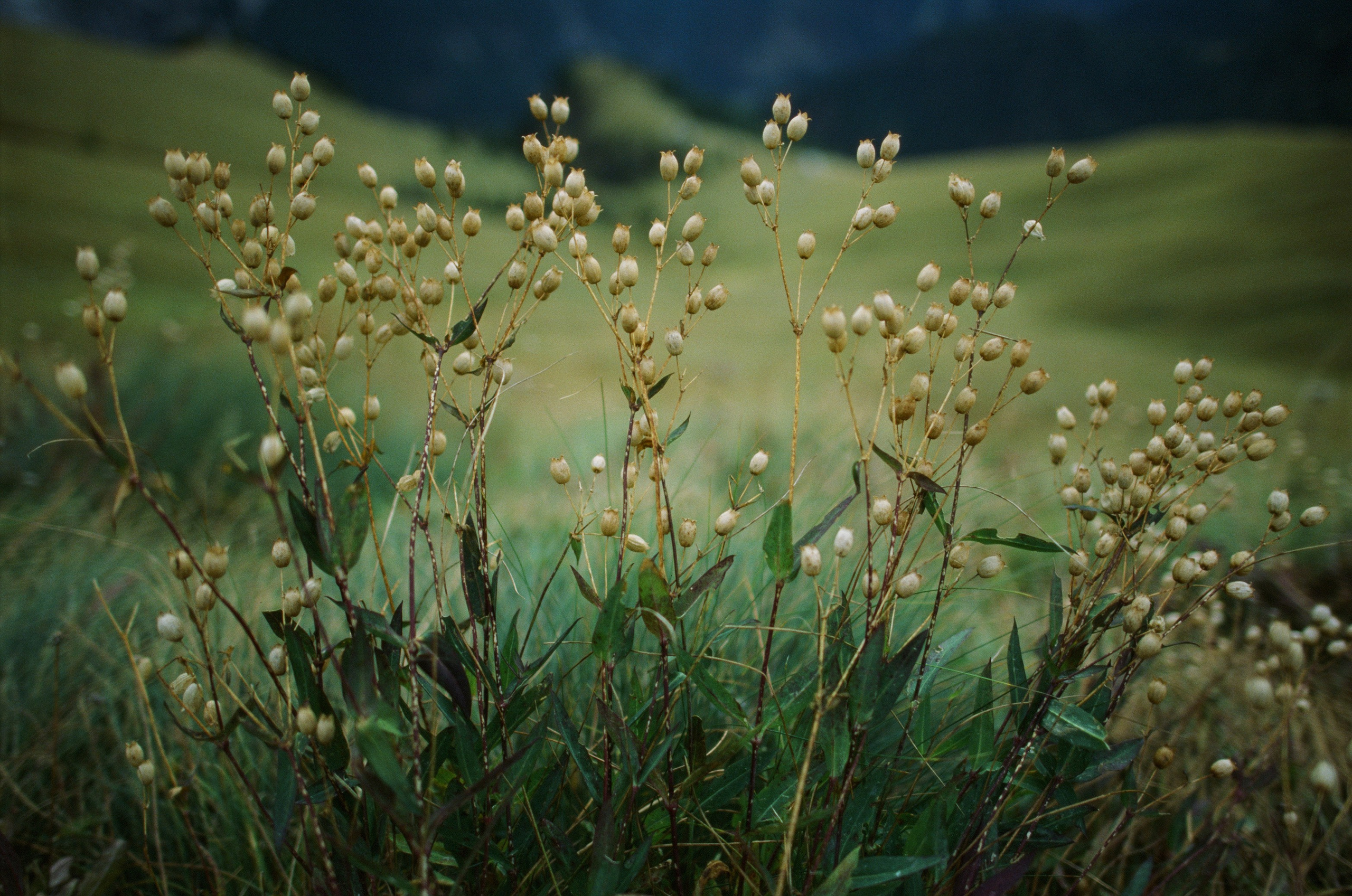 Wasted // italy, dolomites V. EVER EXPOSED