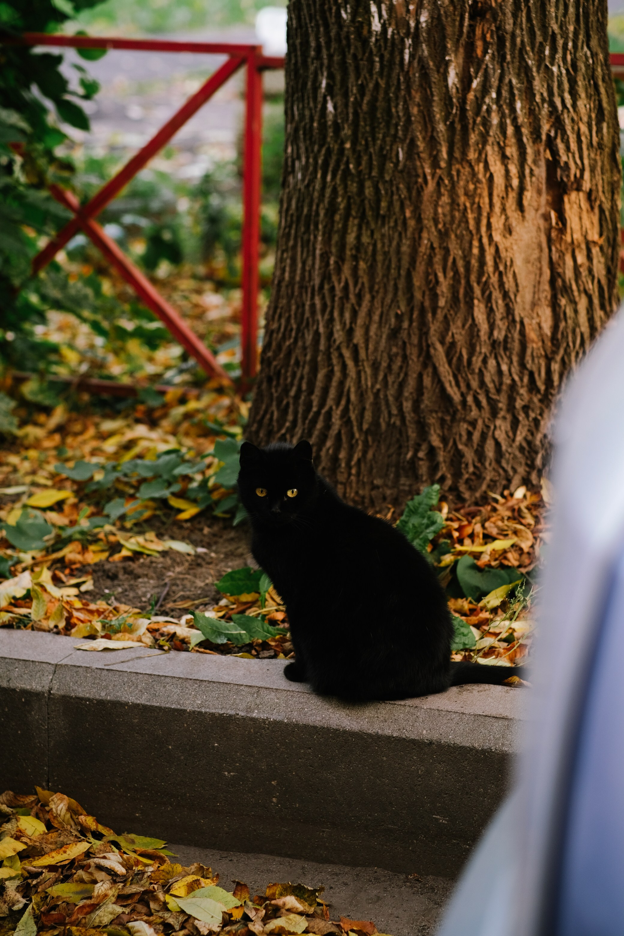 Анастасия. Семейный и индивидуальный фотограф Дарья Мельник