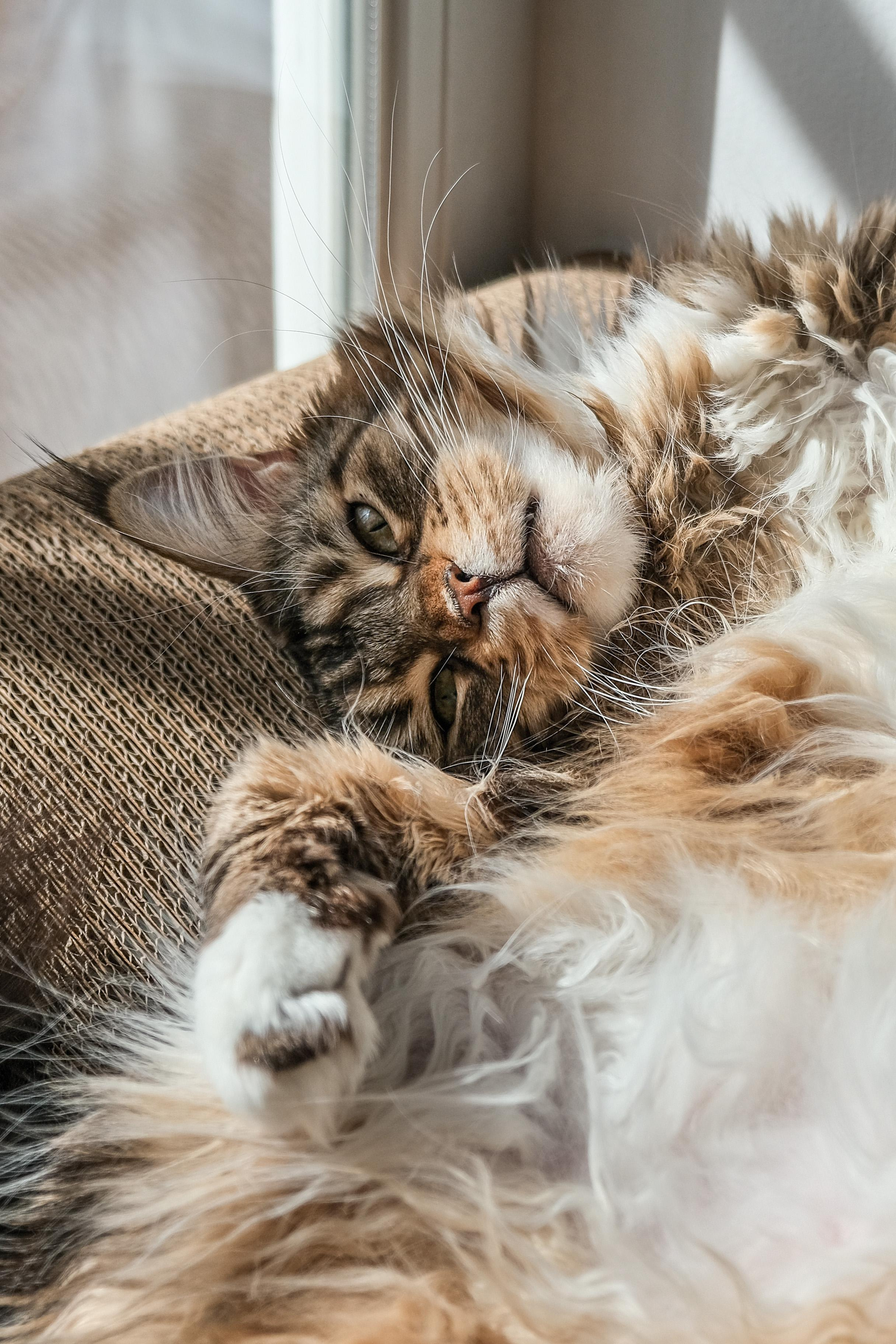 Съёмка животных. Фотограф в Москве Екатерина Толстых