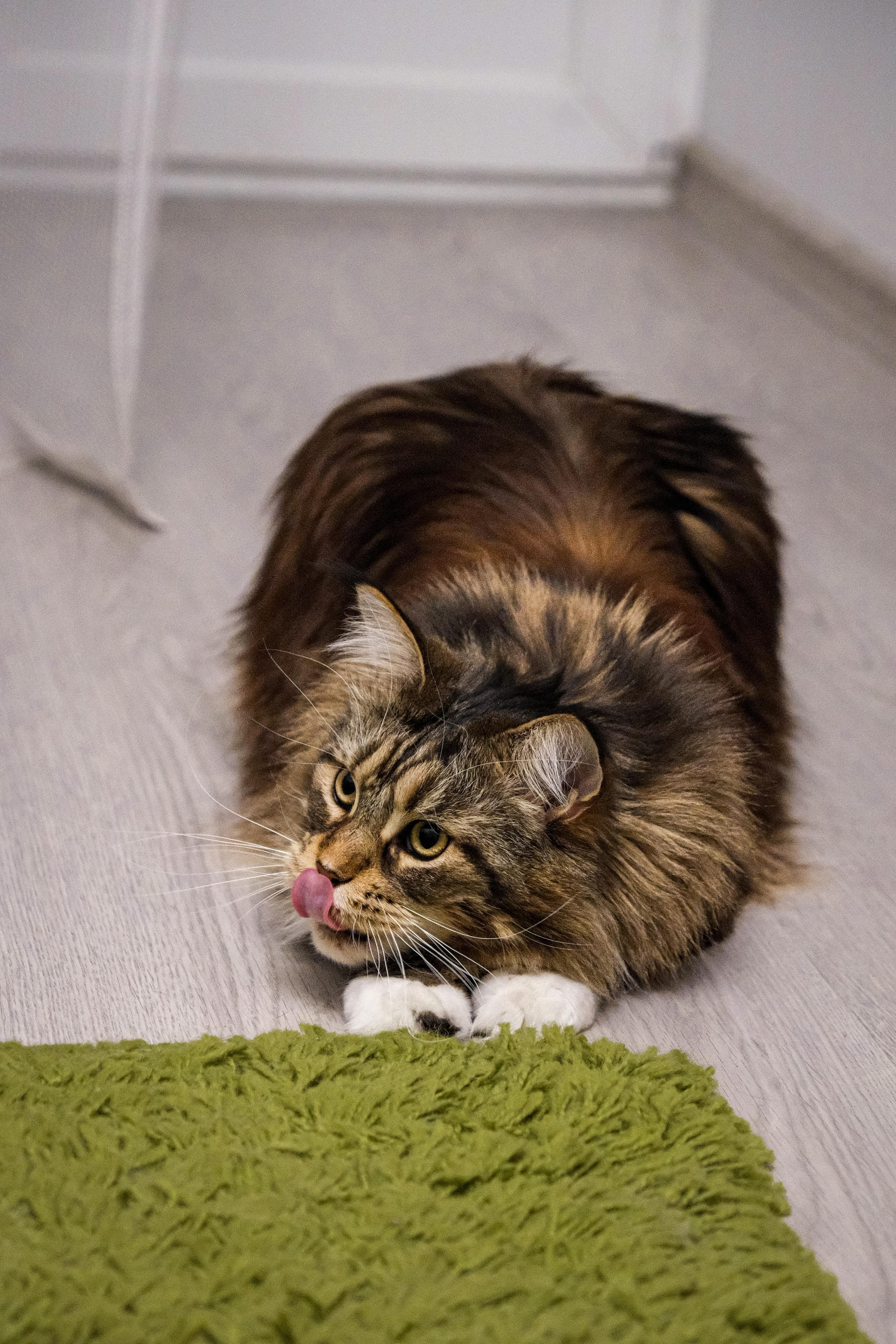 Съёмка животных. Фотограф в Москве Екатерина Толстых