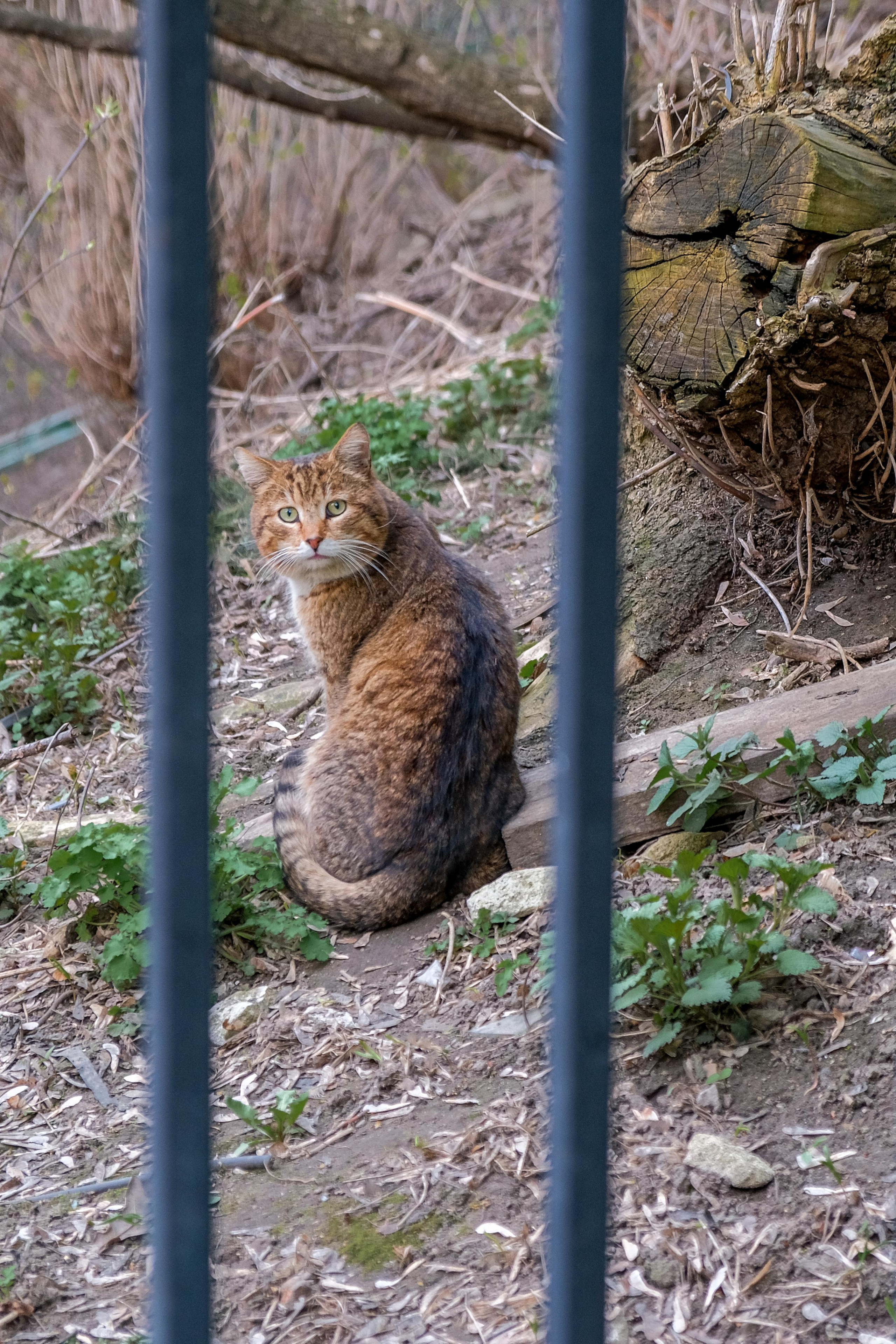 Съёмка животных. Фотограф в Москве Екатерина Толстых