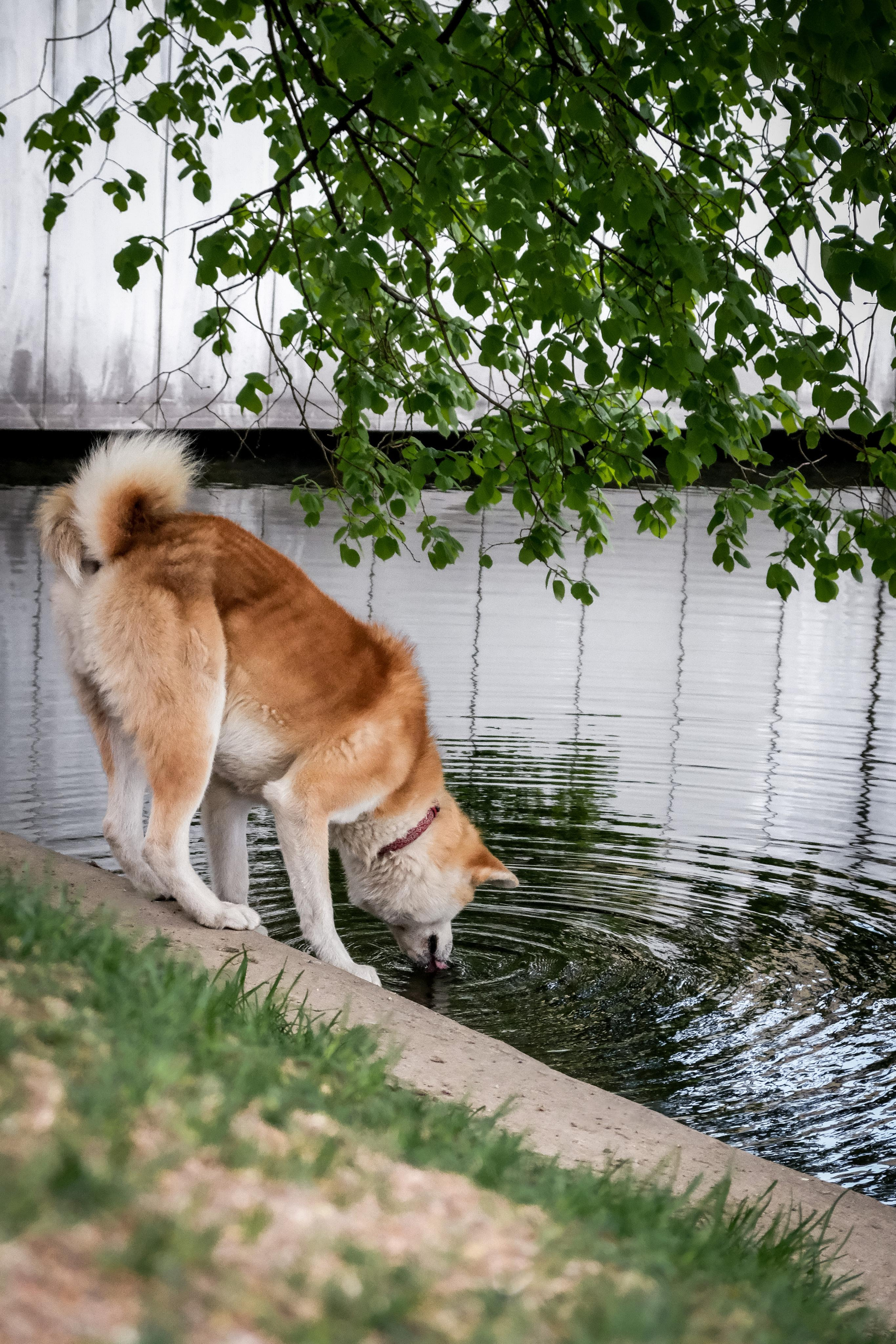 Съёмка животных. Фотограф в Москве Екатерина Толстых