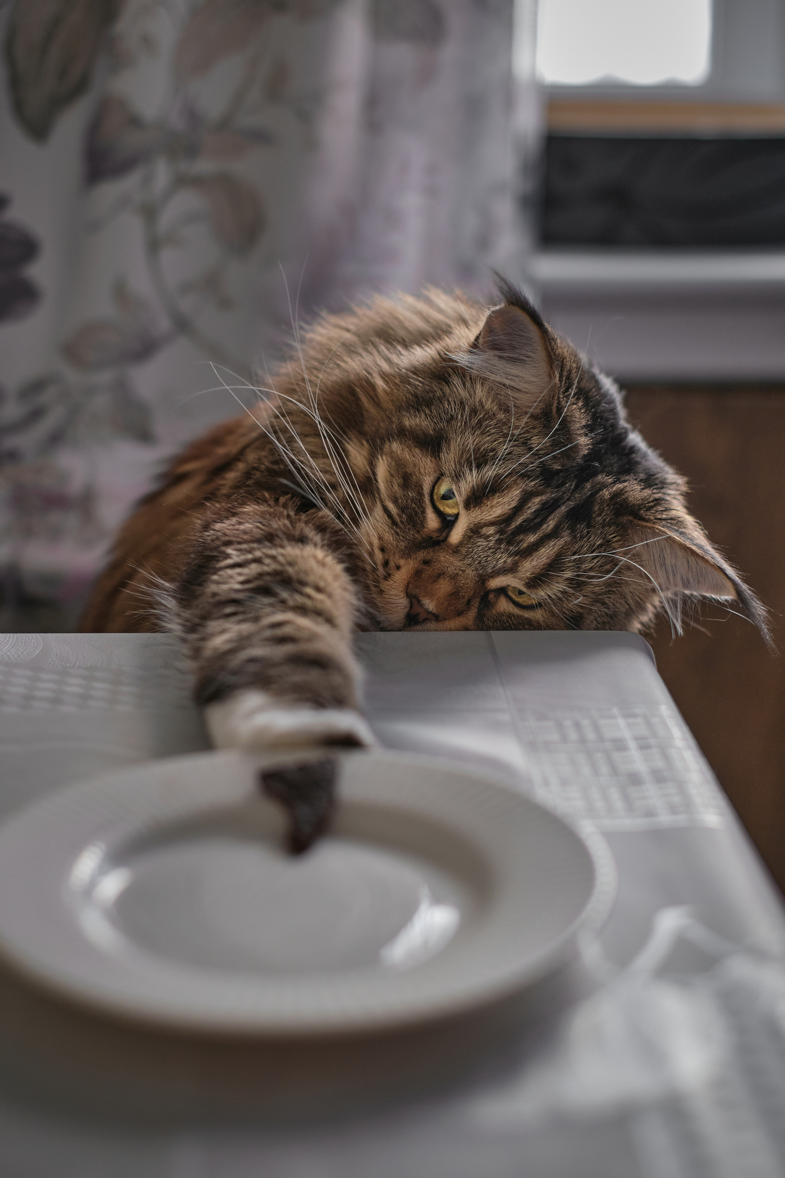 Съёмка животных. Фотограф в Москве Екатерина Толстых