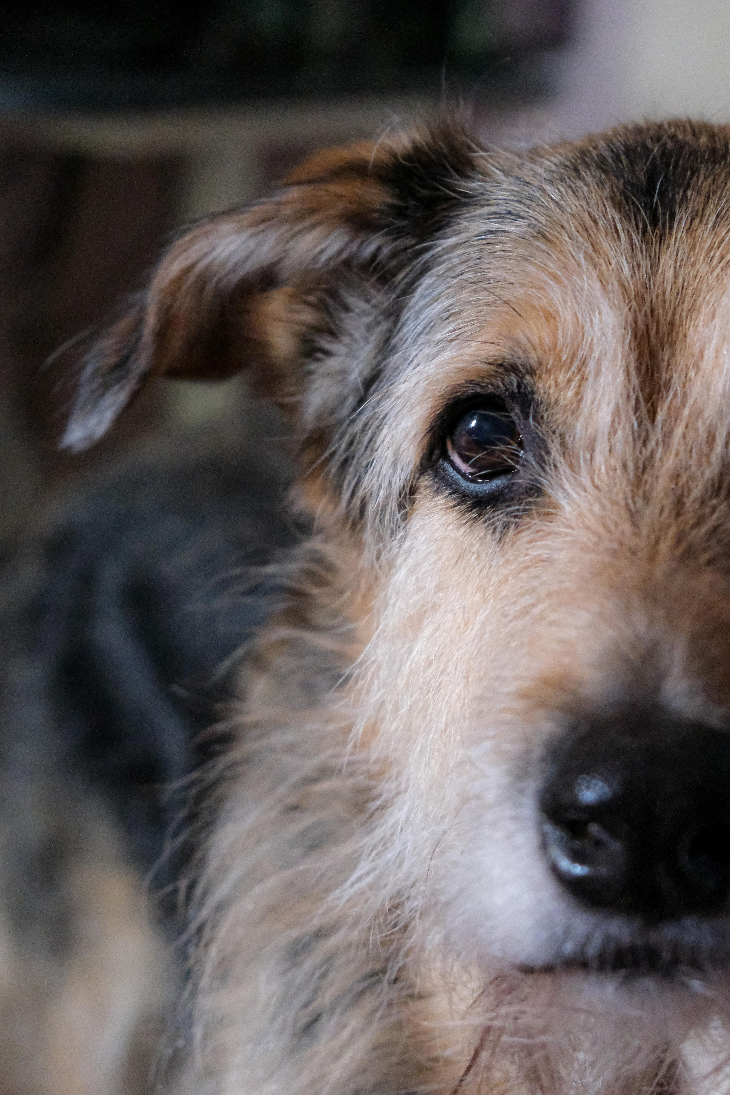 Съёмка животных. Фотограф в Москве Екатерина Толстых