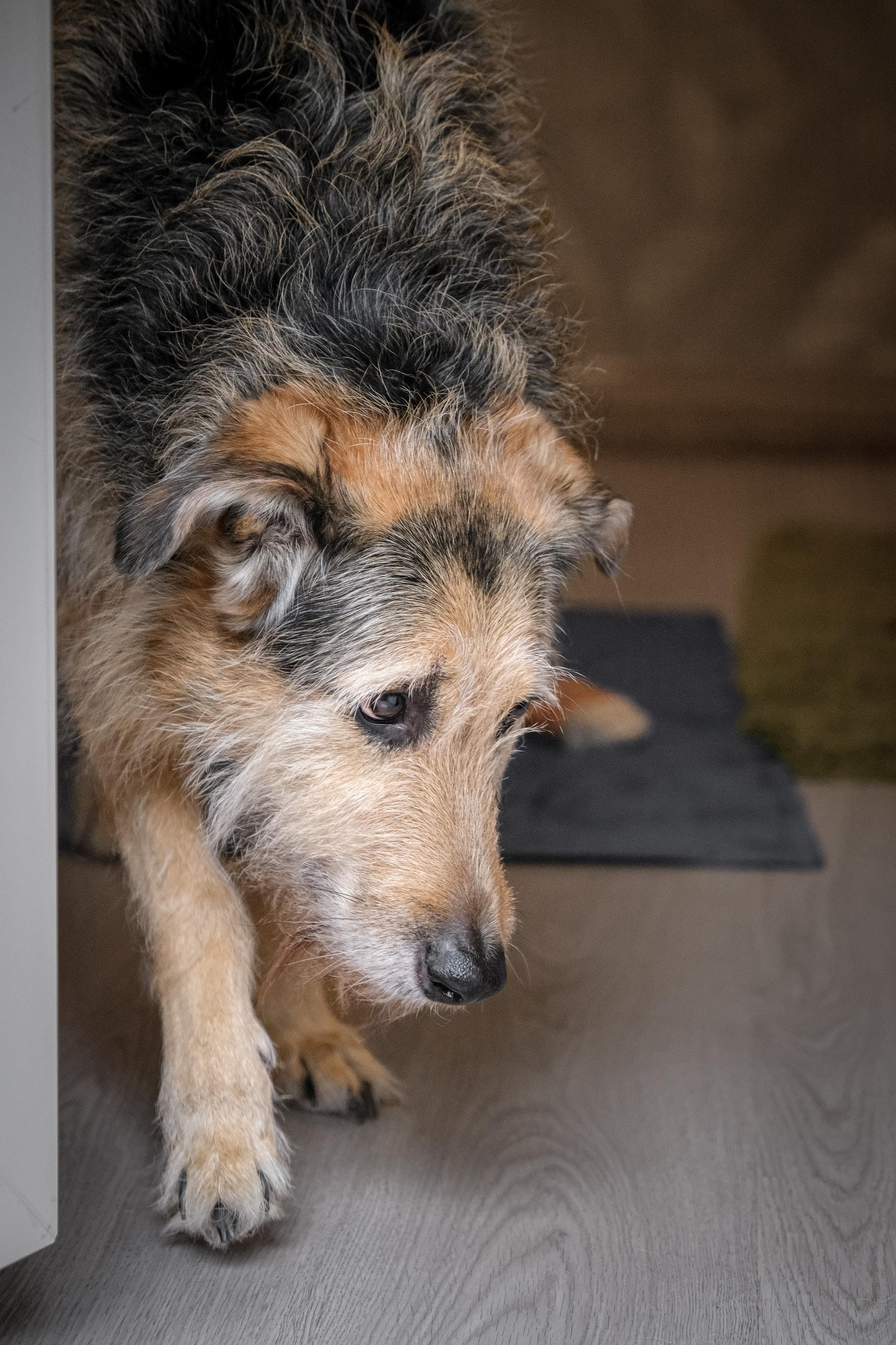 Съёмка животных. Фотограф в Москве Екатерина Толстых