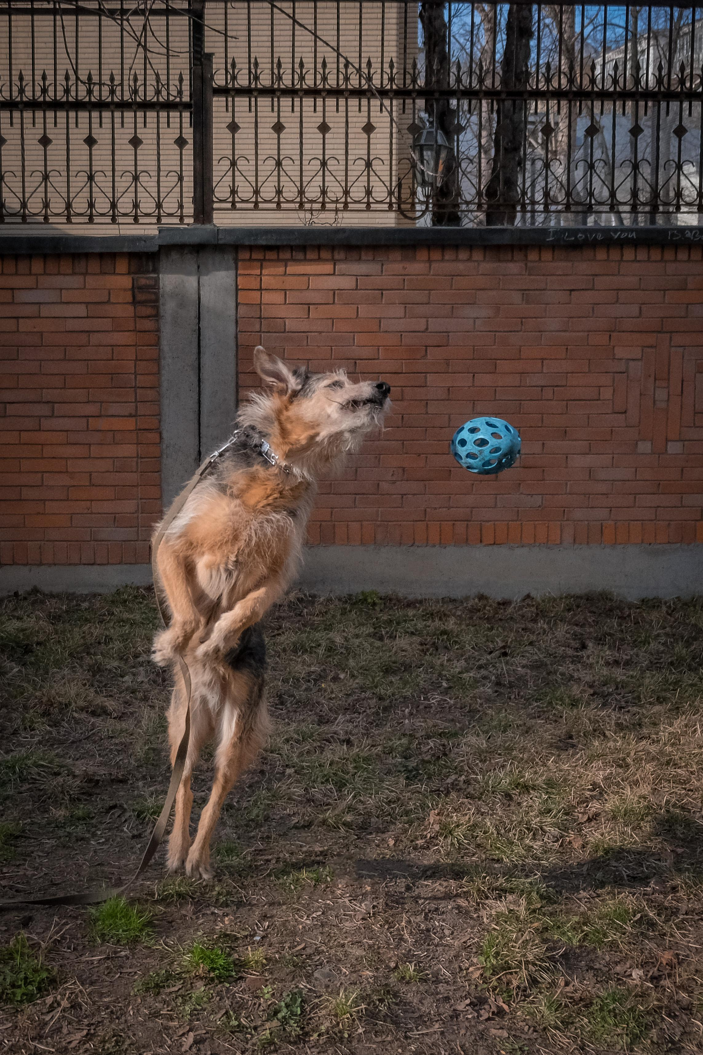 Съёмка животных. Фотограф в Москве Екатерина Толстых