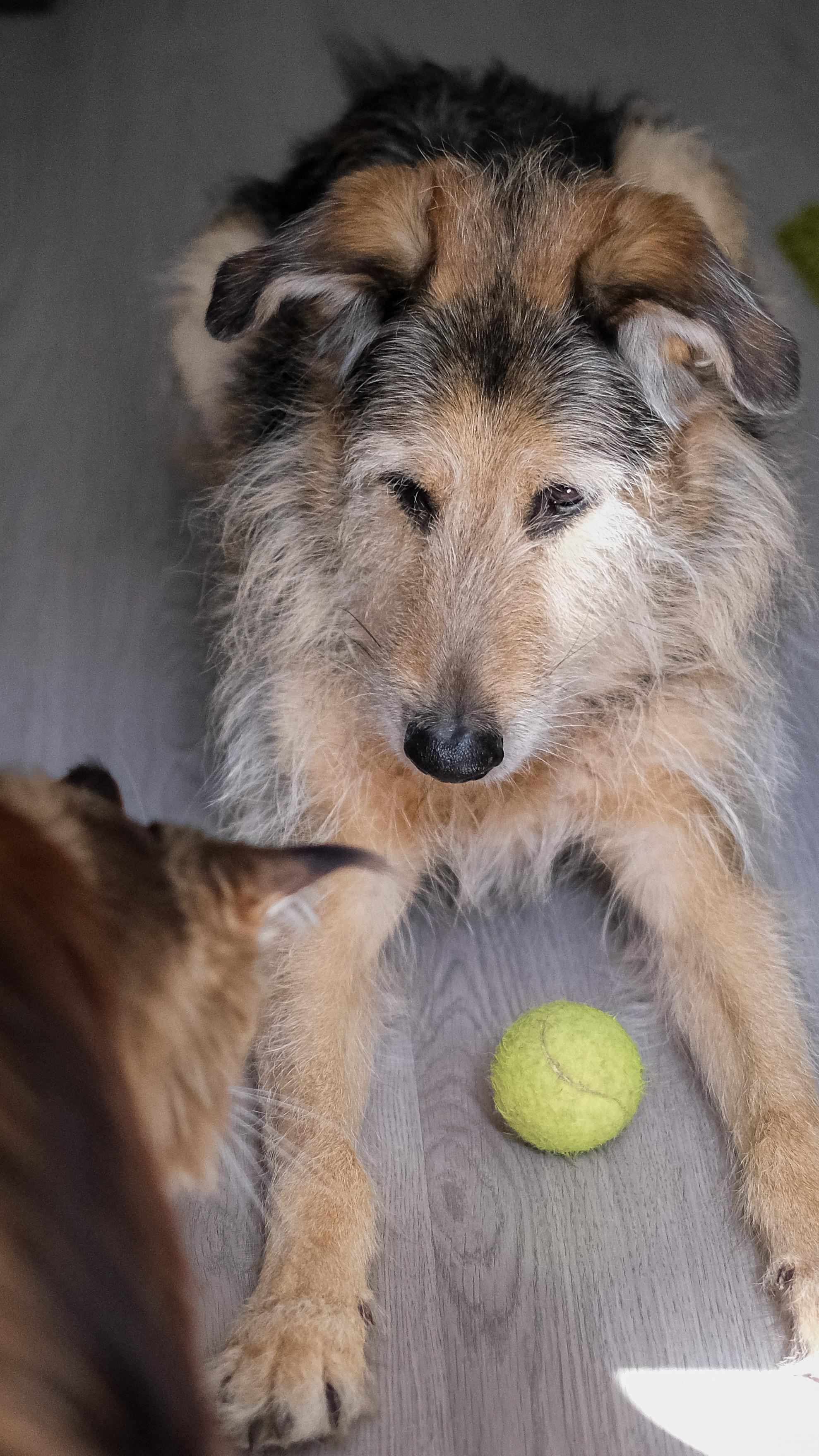 Съёмка животных. Фотограф в Москве Екатерина Толстых