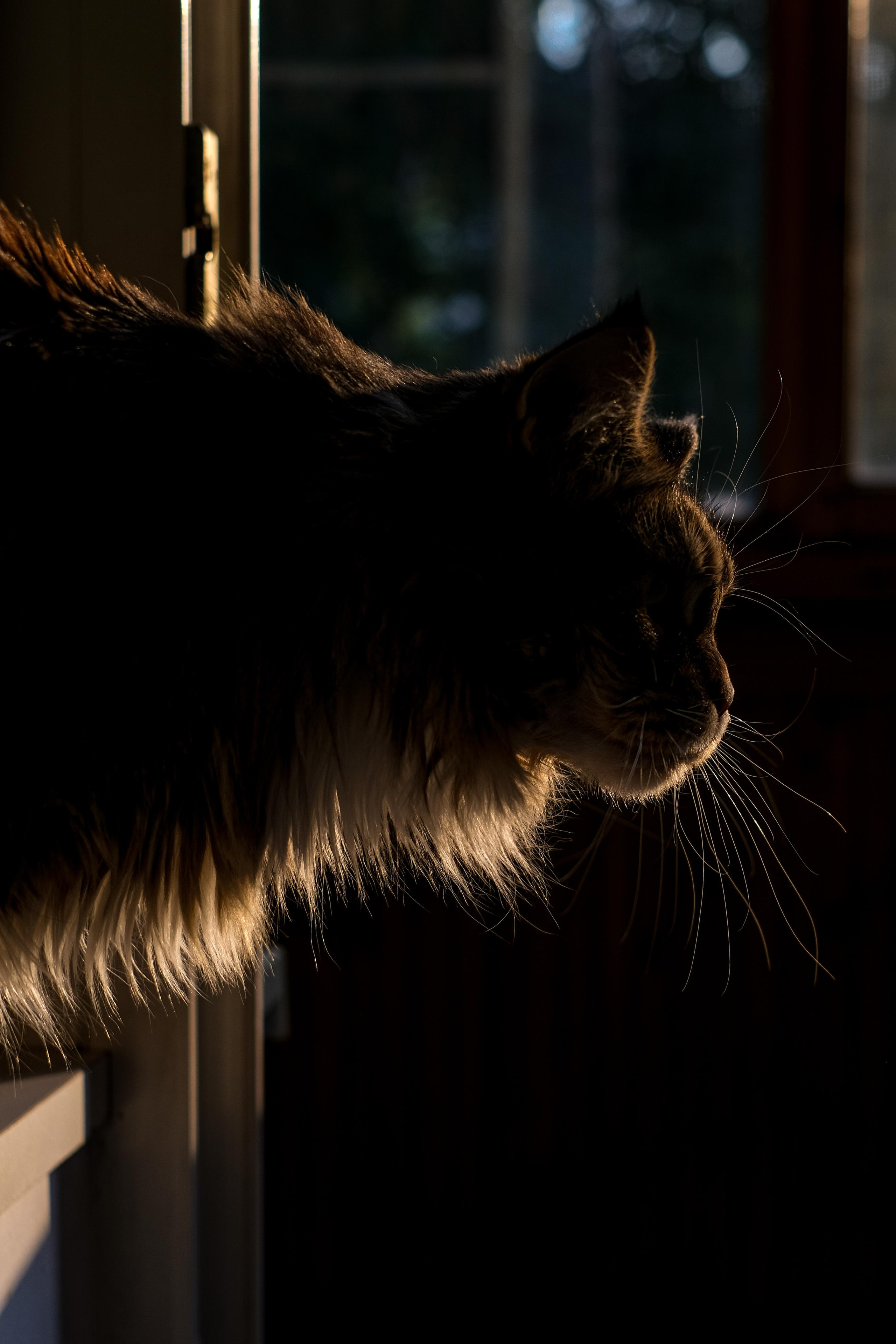 Съёмка животных. Фотограф в Москве Екатерина Толстых