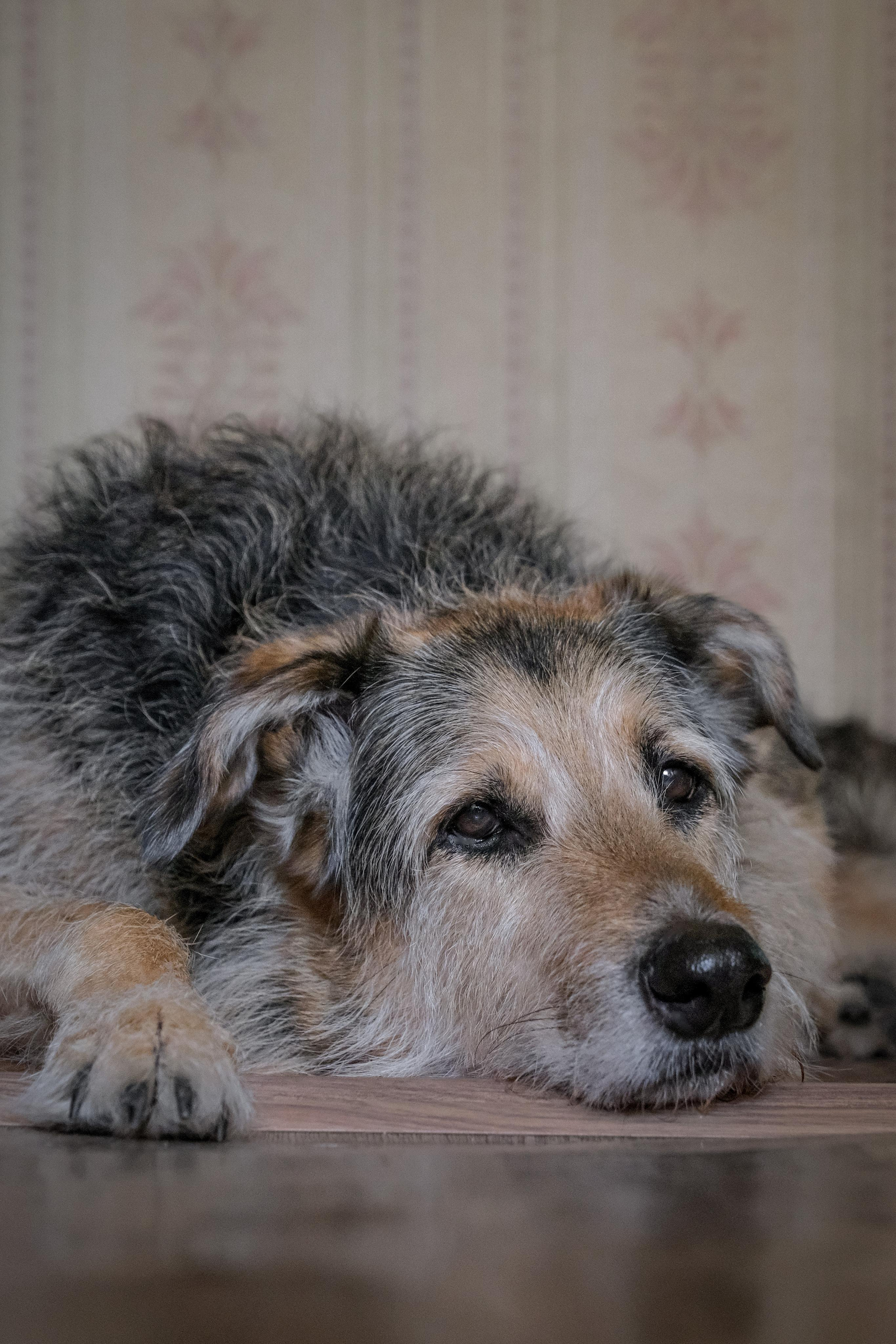 Съёмка животных. Фотограф в Москве Екатерина Толстых