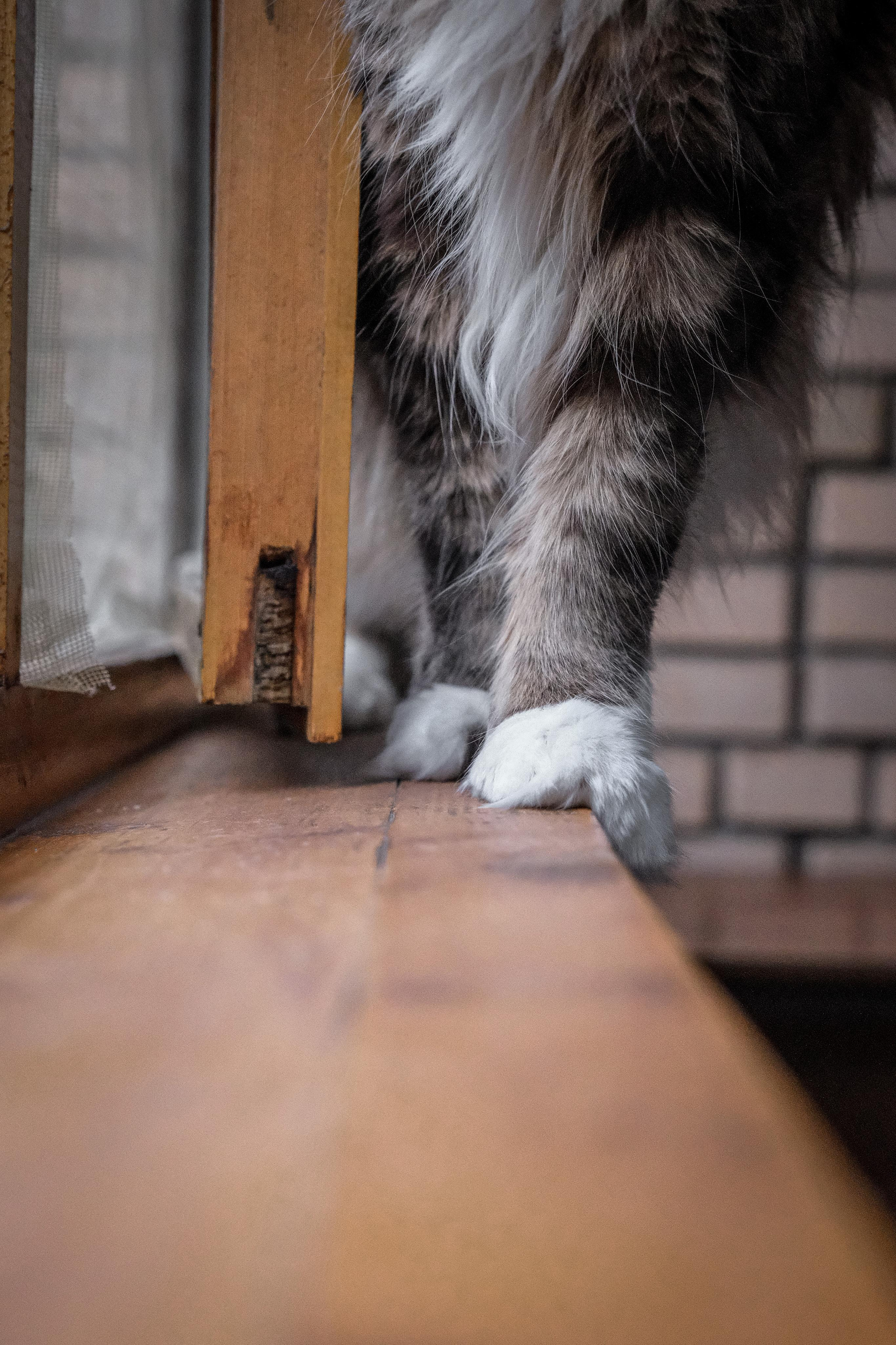 Съёмка животных. Фотограф в Москве Екатерина Толстых