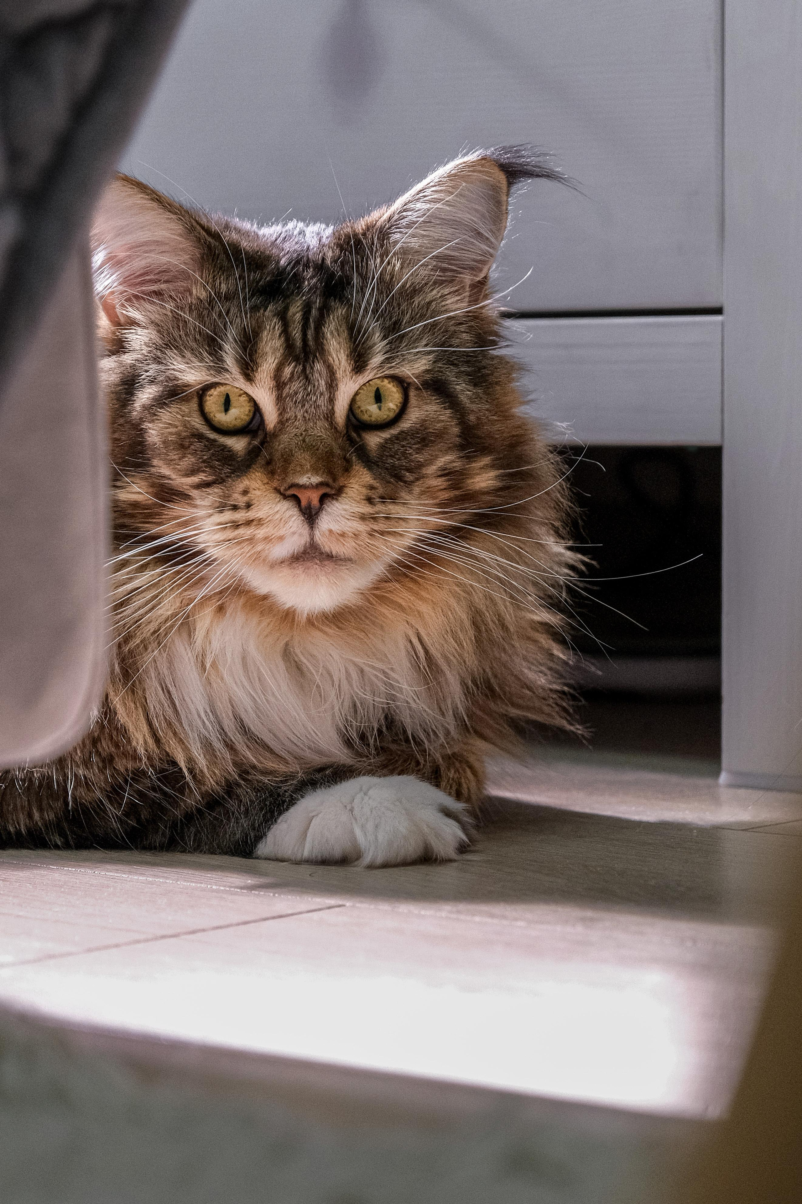 Съёмка животных. Фотограф в Москве Екатерина Толстых