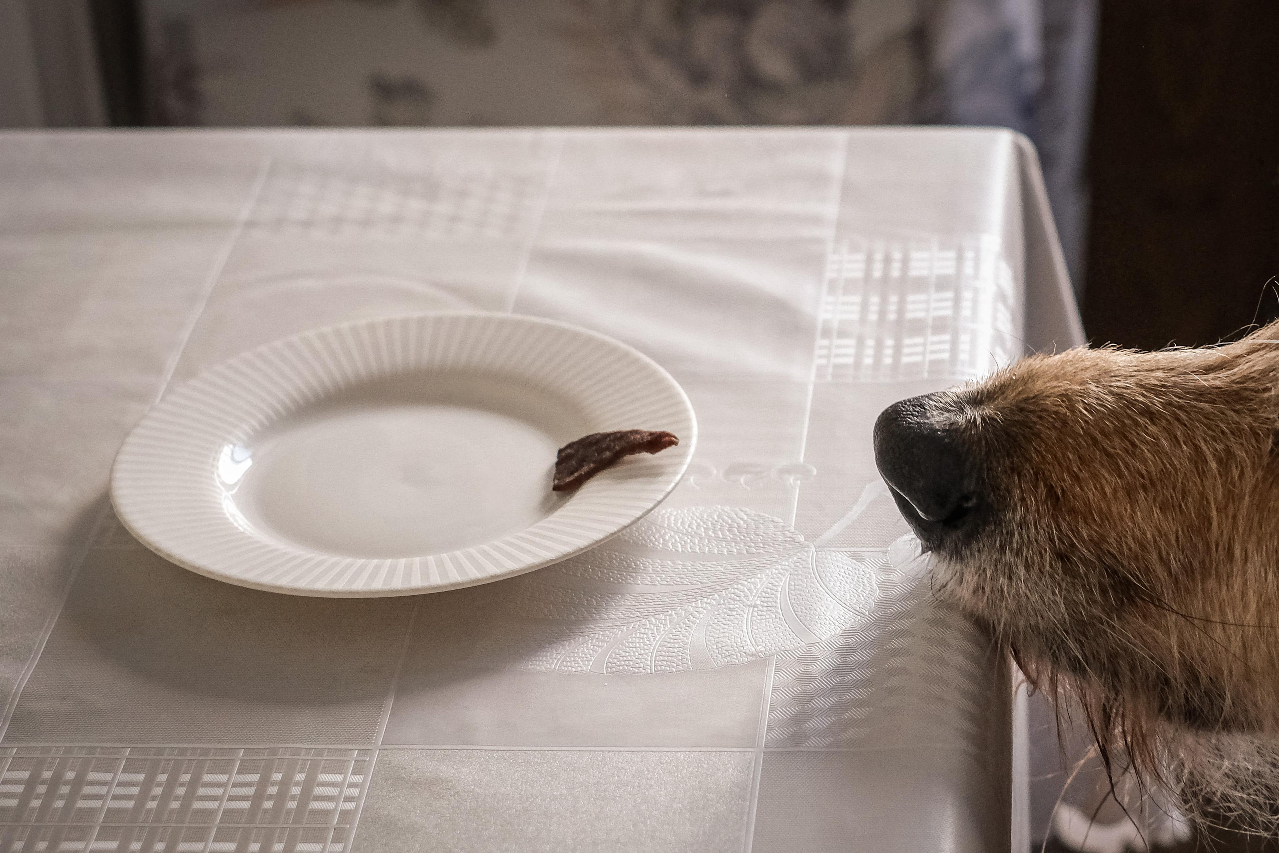 Съёмка животных. Фотограф в Москве Екатерина Толстых