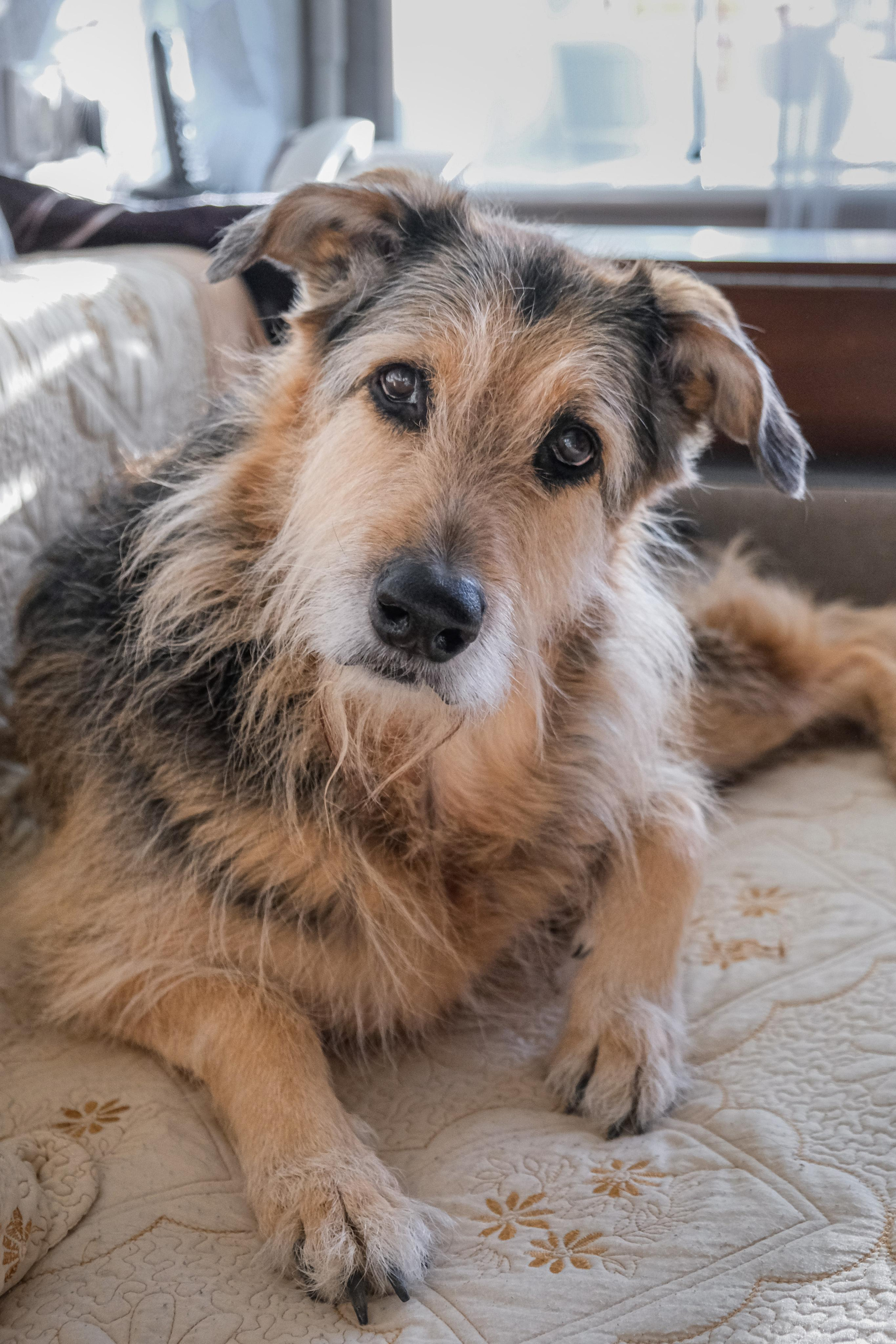 Съёмка животных. Фотограф в Москве Екатерина Толстых