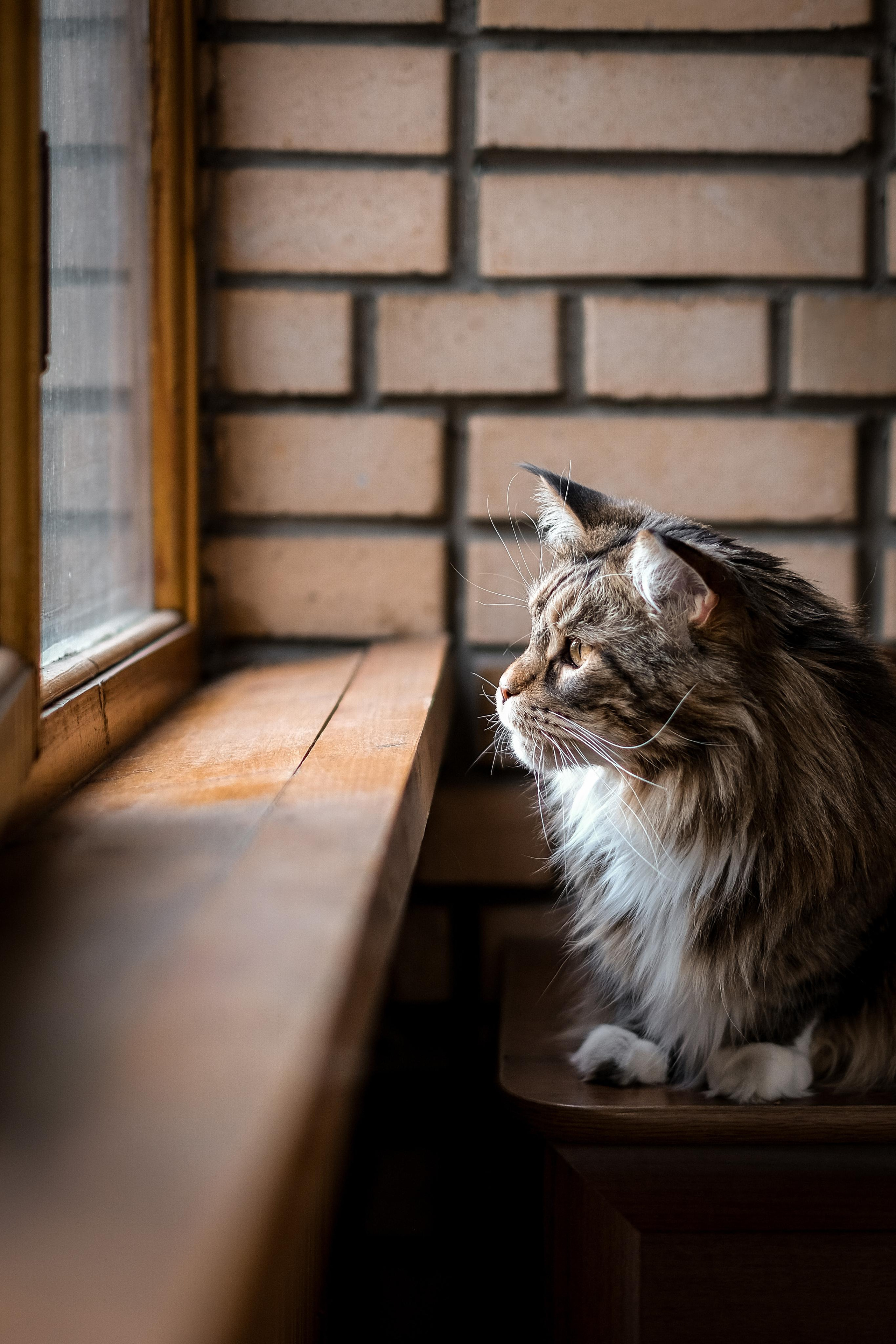 Съёмка животных. Фотограф в Москве Екатерина Толстых