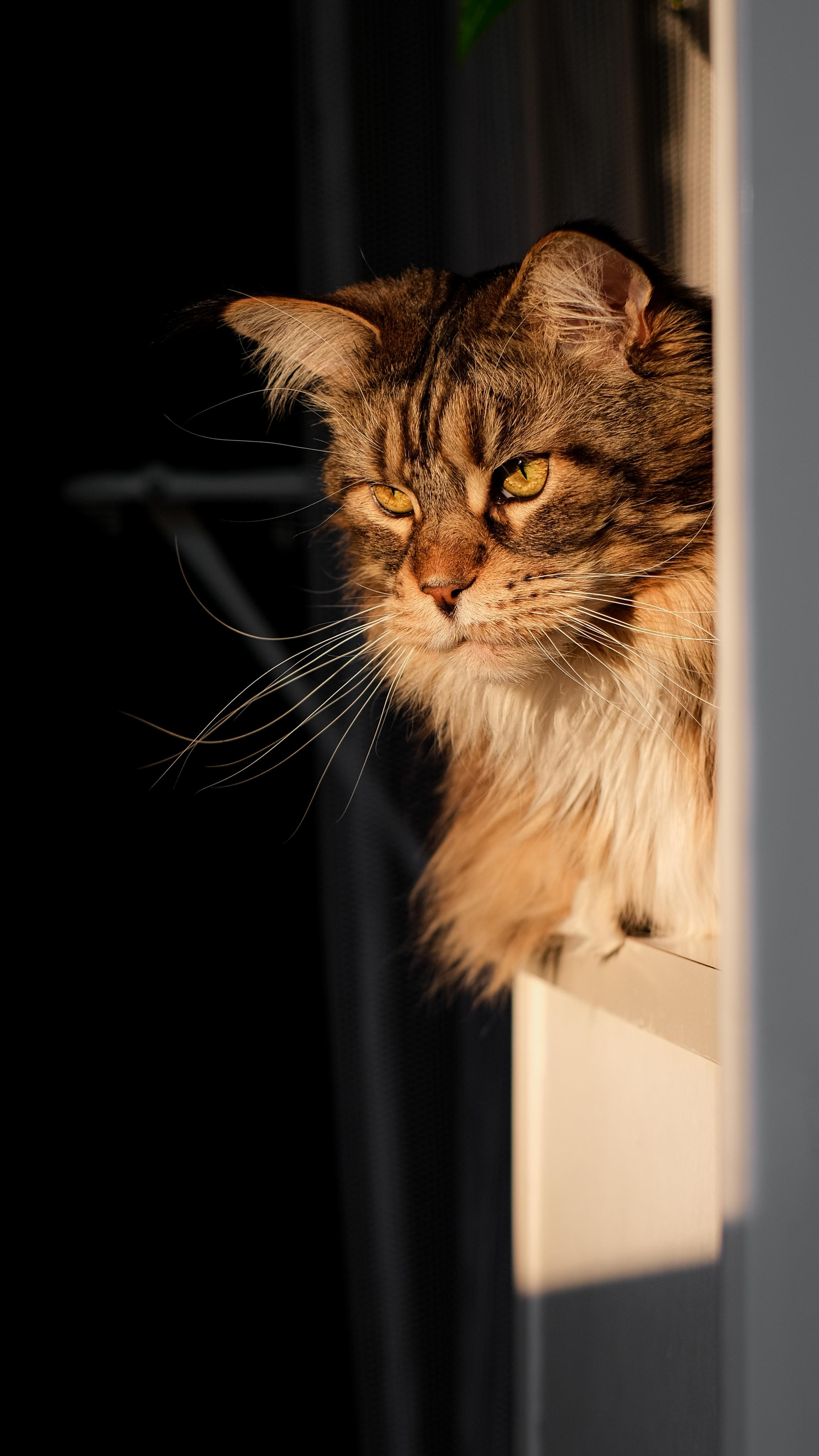 Съёмка животных. Фотограф в Москве Екатерина Толстых