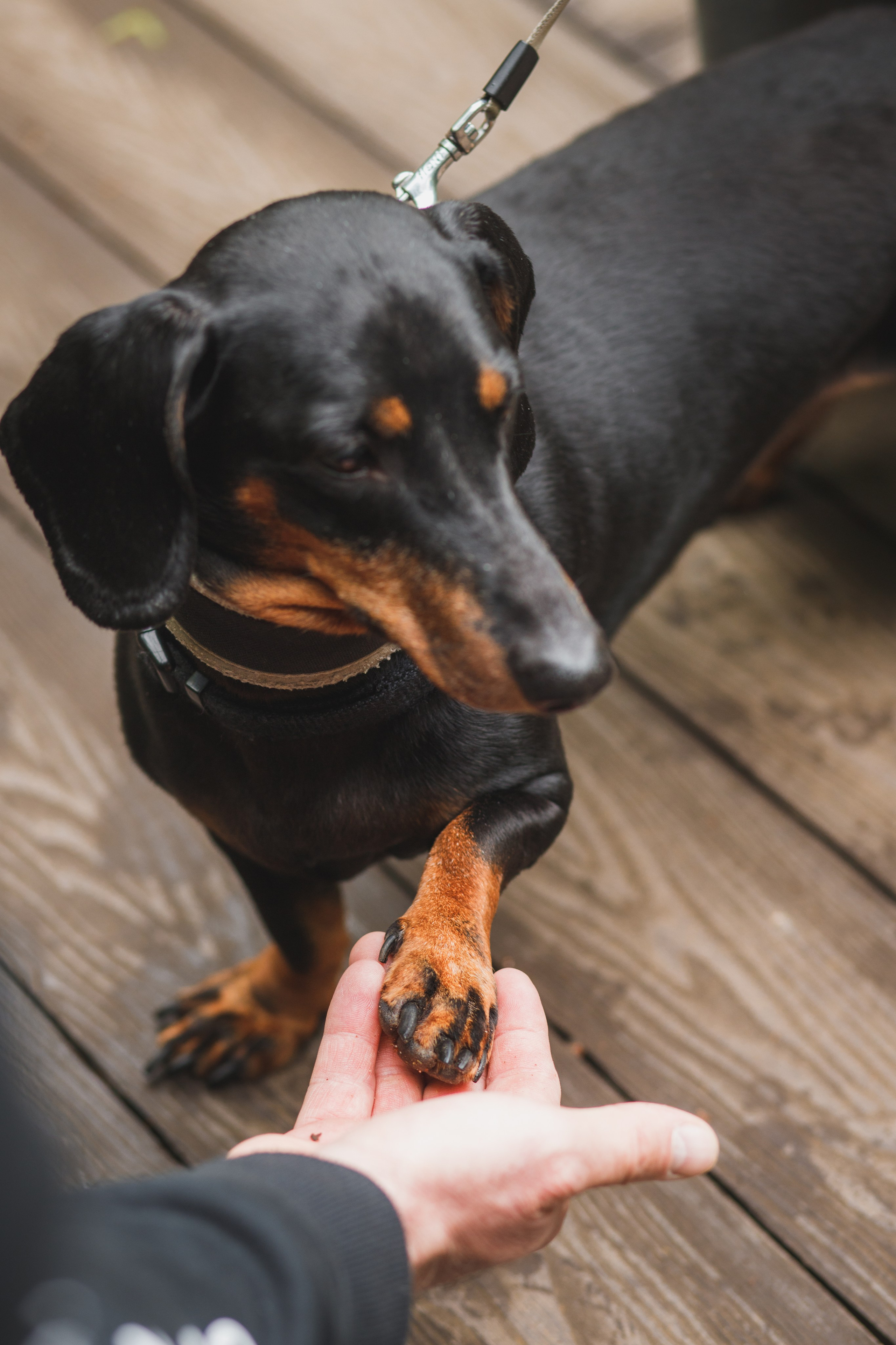 Фотопрогулка большой семьи с двумя собаками летом. Семейный и школьный фотограф в Москве Анна Ткач