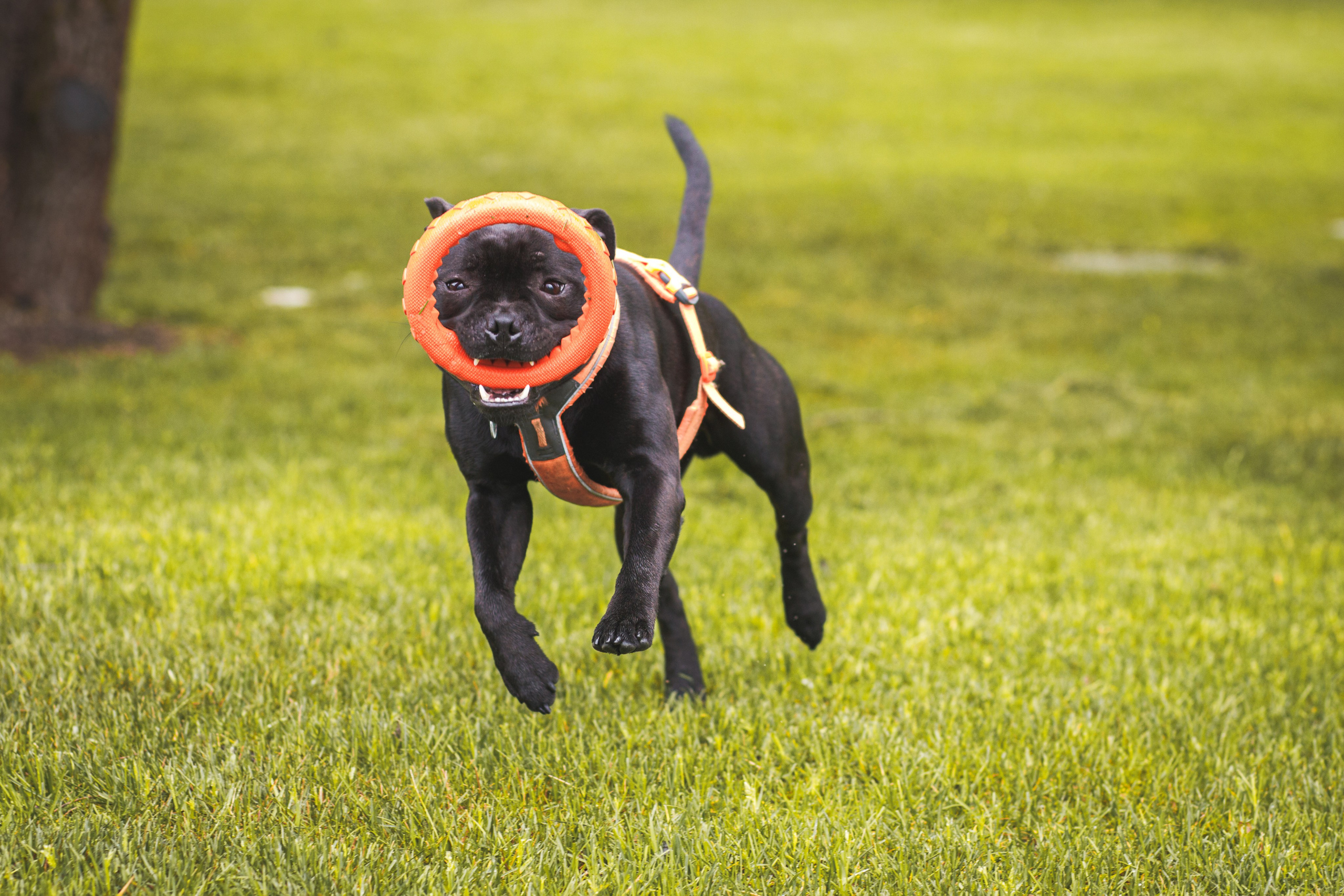 Фотопрогулка большой семьи с двумя собаками летом. Семейный и школьный фотограф в Москве Анна Ткач