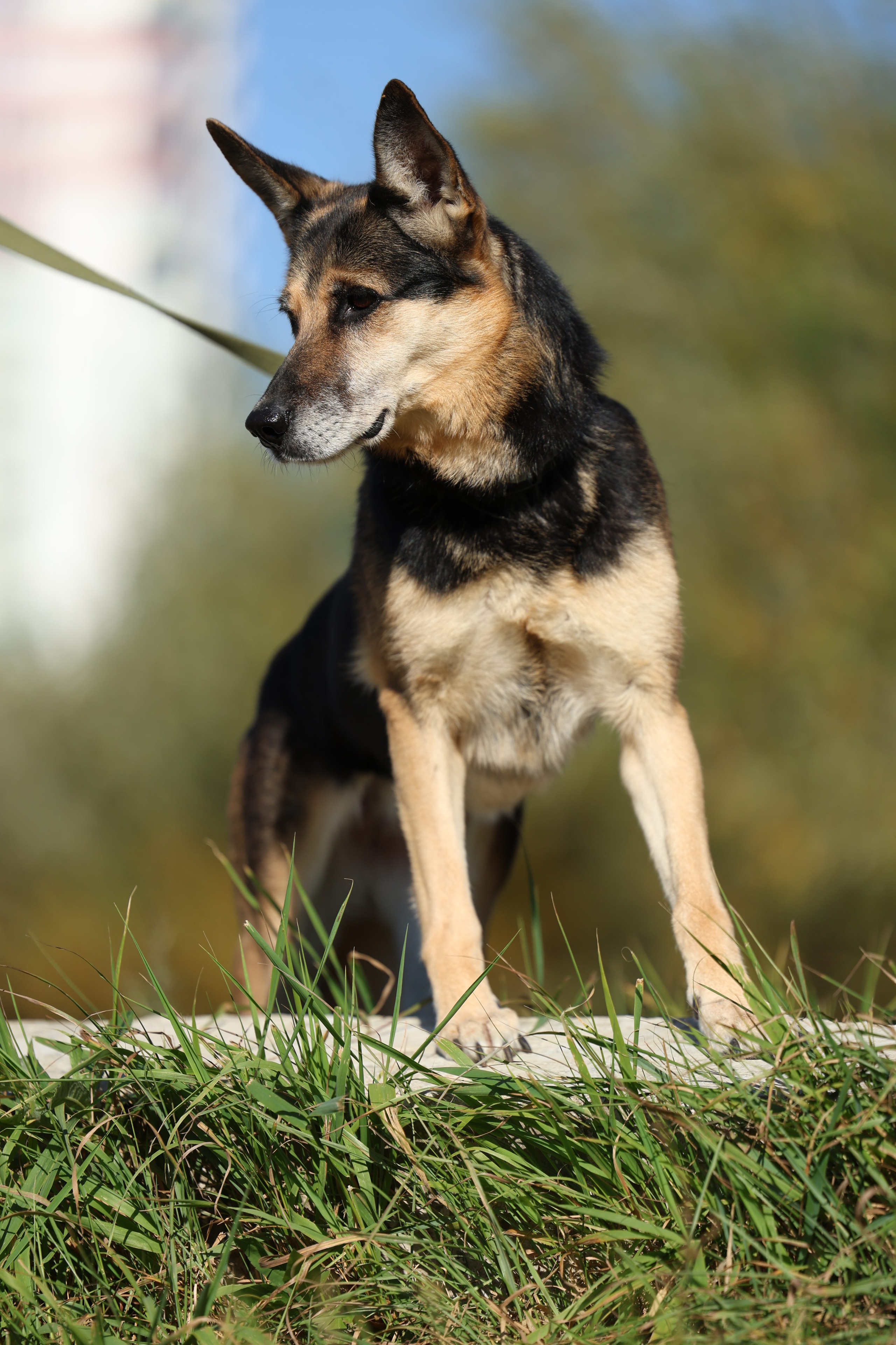 Приют. Виктория Михайловская. Фотограф-анималист. Москва
