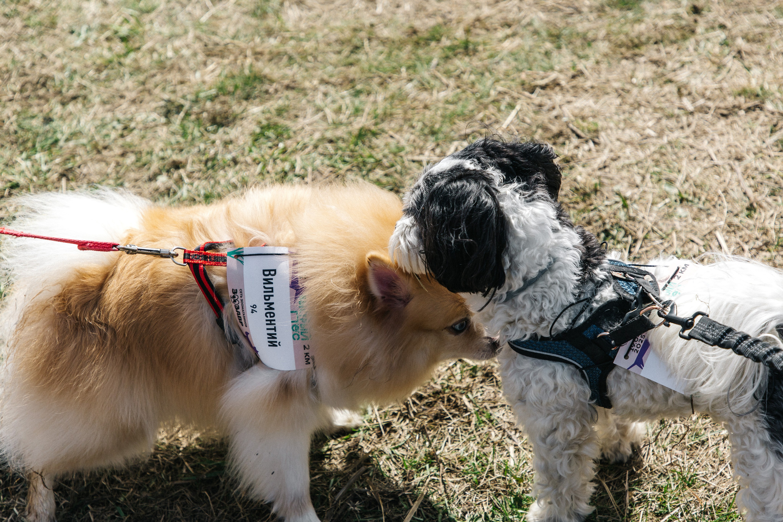 Кросс «Быстрый пёс» 2025. Репортажный фотограф в Москве