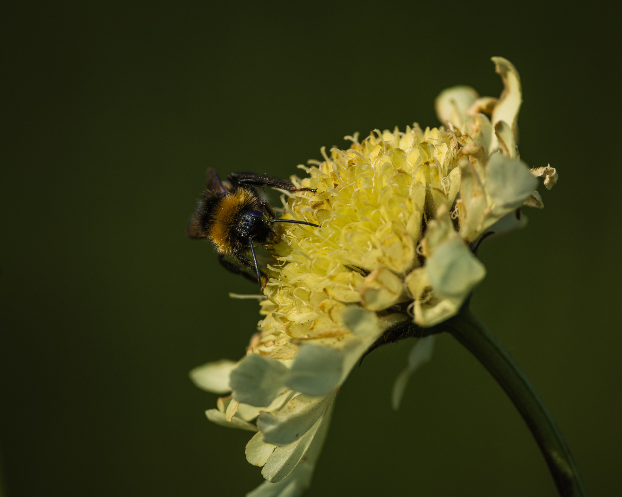 Voronezh 2026. Anton Chernov | Wildlife photographer