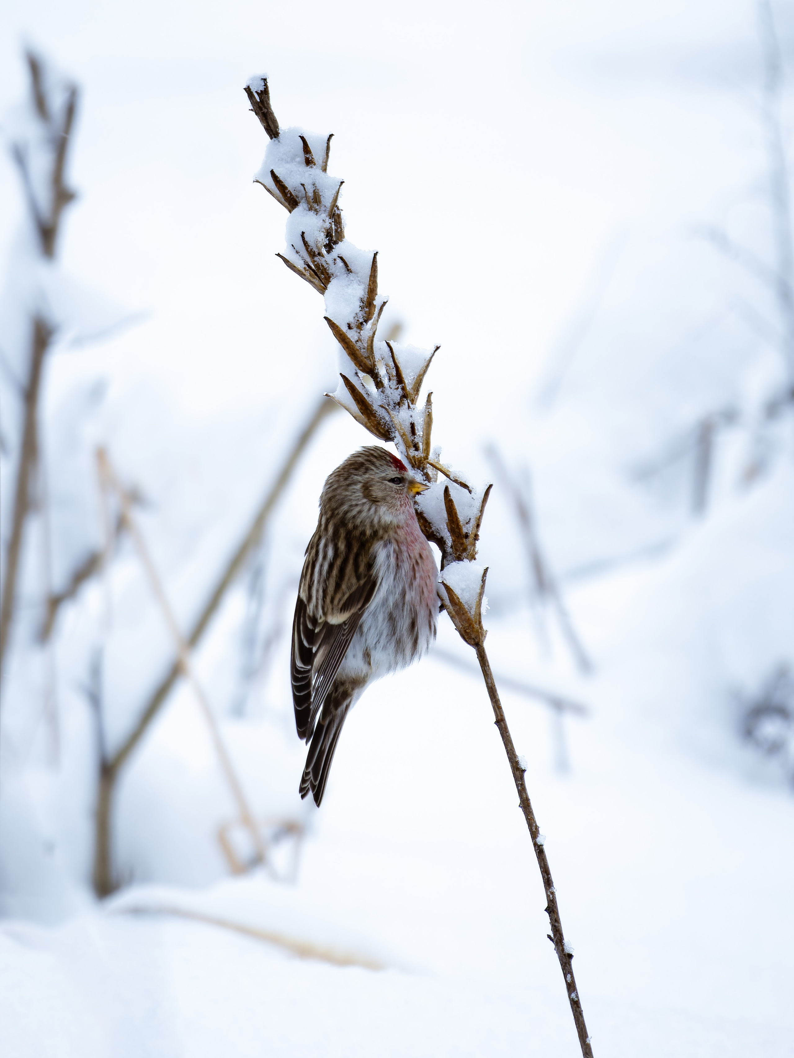 Russia 2023. Anton Chernov | Wildlife photographer