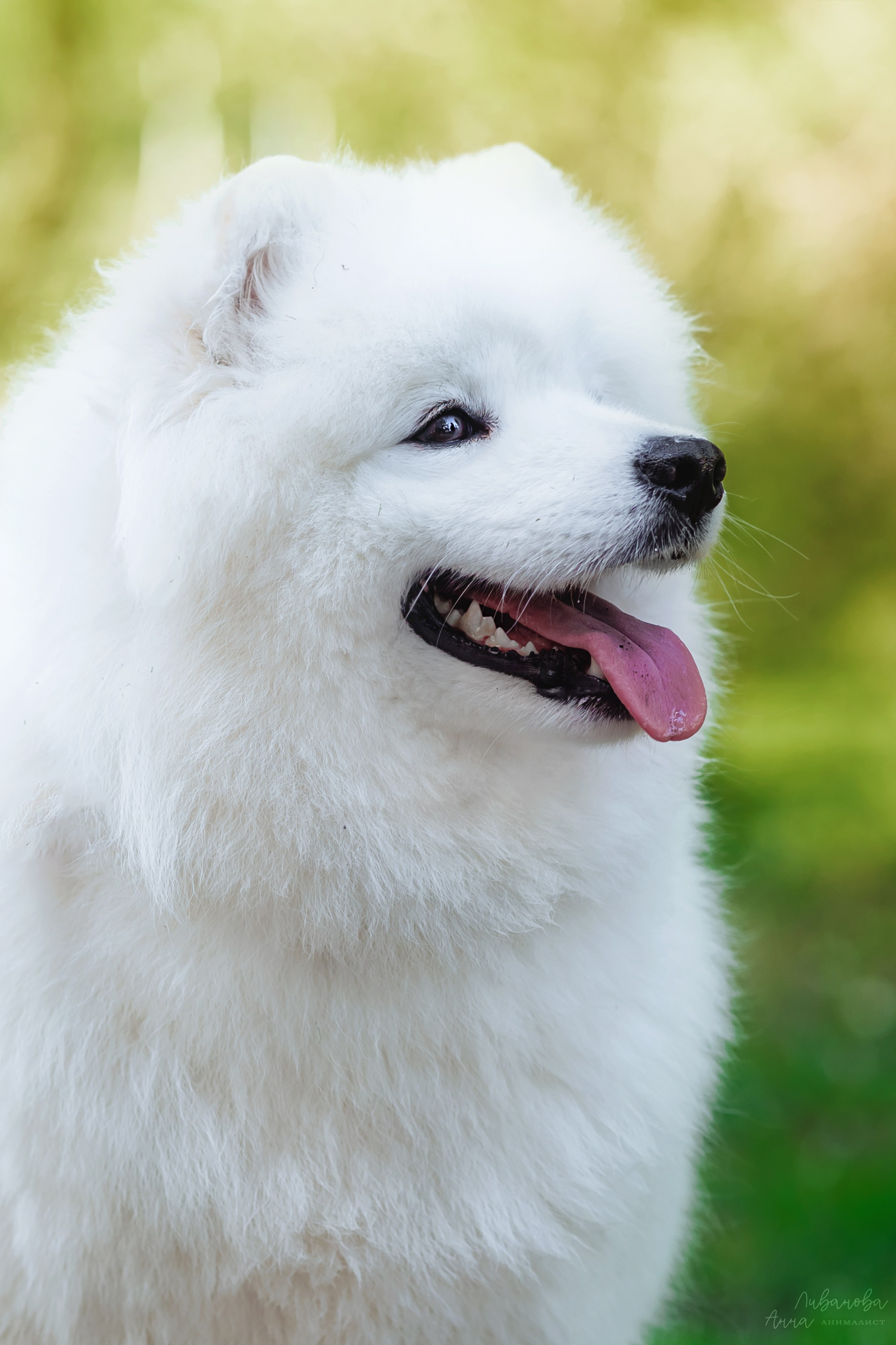 Наташа и Кимми. Фотограф анималист Аня Ливанова | Рыбинск