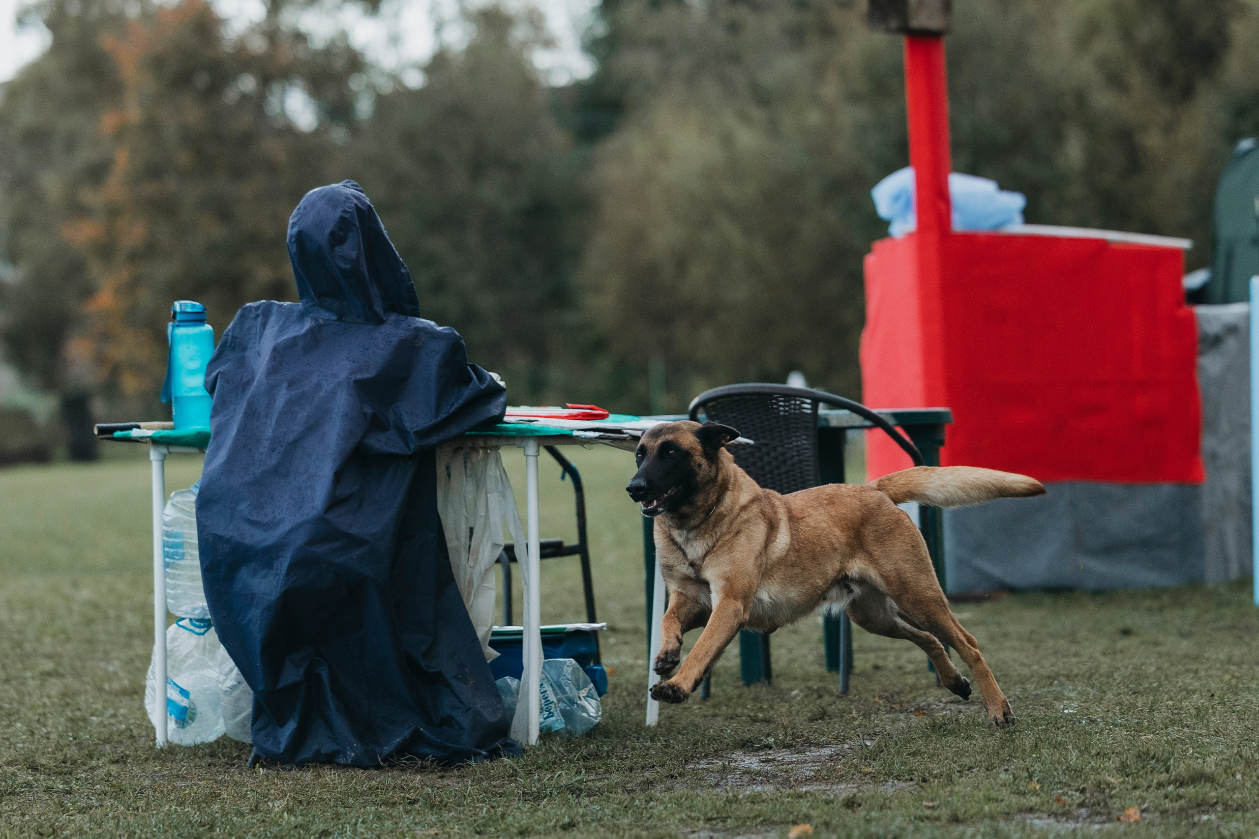 Испытания по мондьорингу г. Пушкин 29.09.2024. Фотограф-анималист Анна Маринич