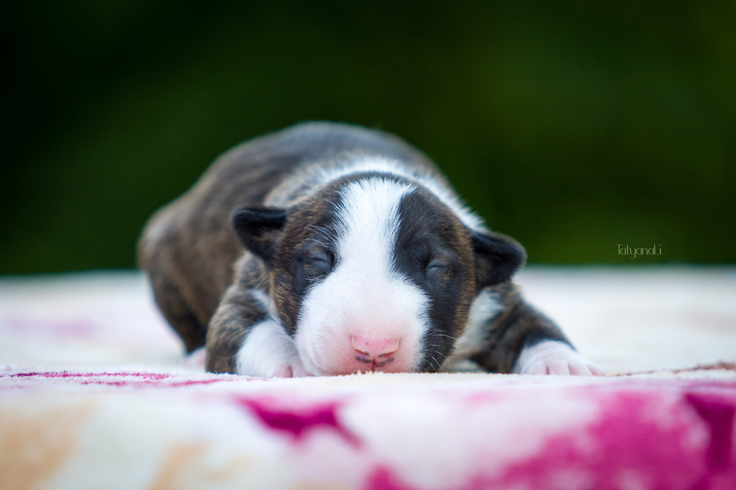 Стандартный бультерьер. Фотограф — анималист Татьяна Ли