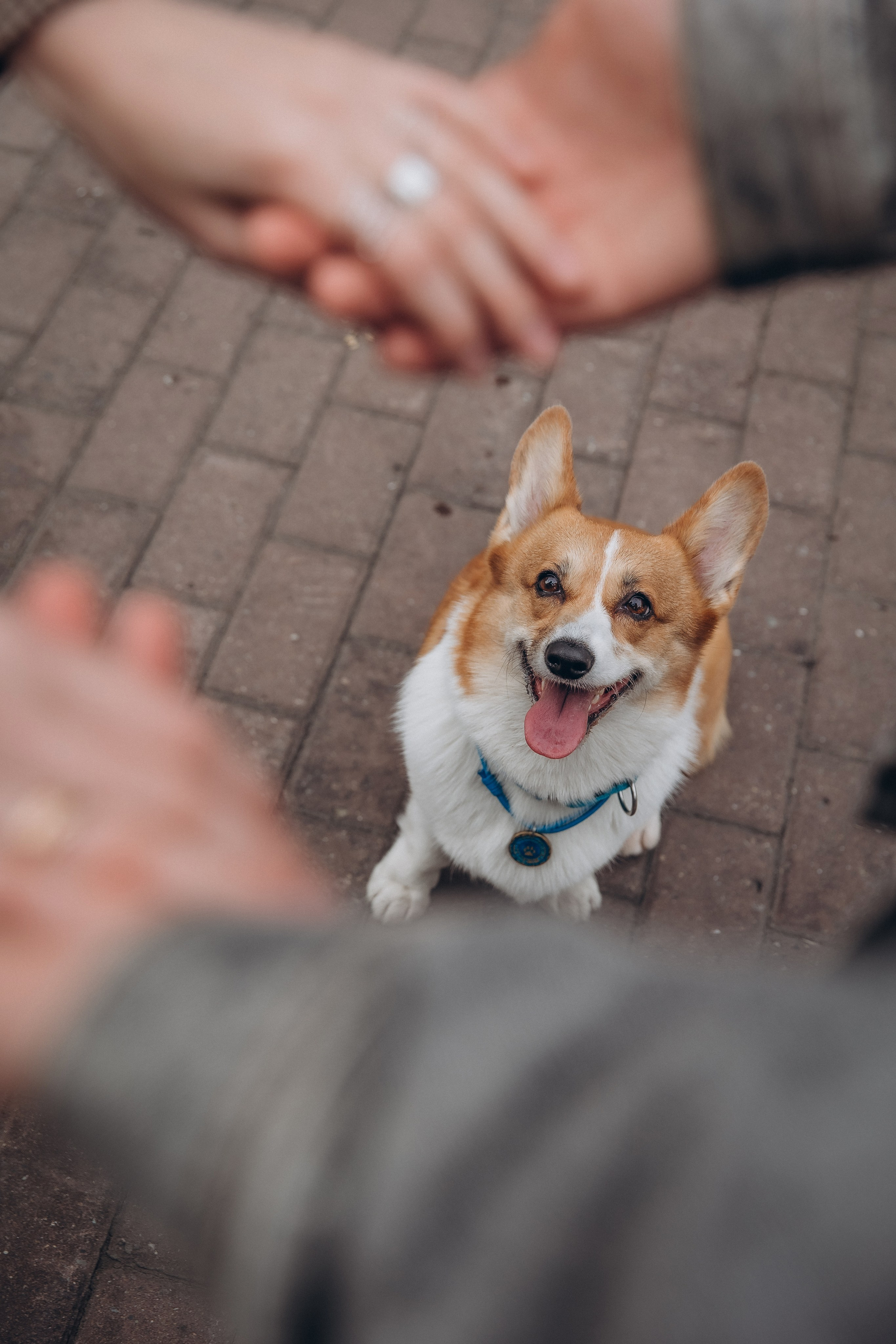 «Королевский Корги» 2. Фотограф Алина Ионычева в Новосибирске
