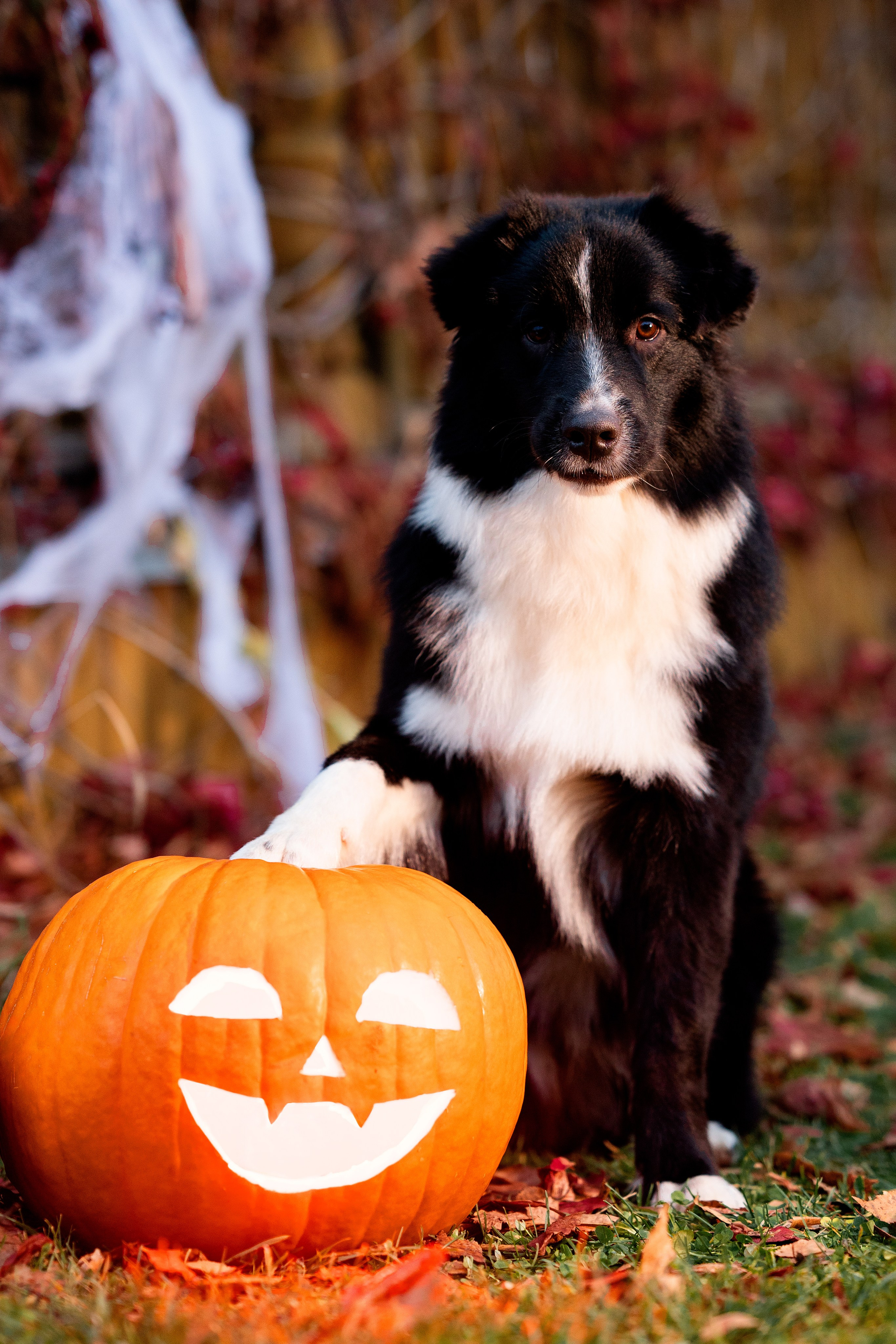 Halloween. Творческий фотограф Вологда