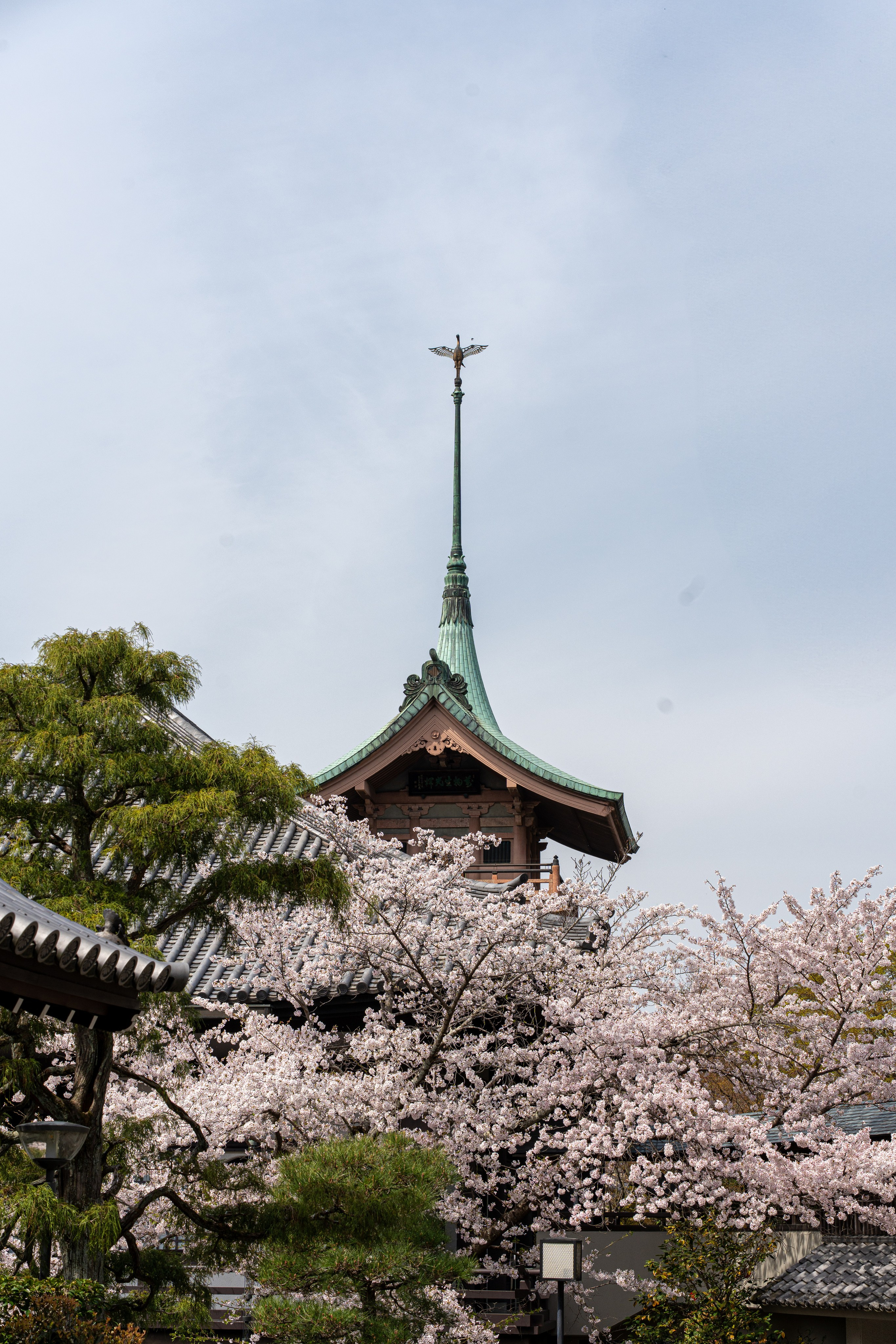 Япония, сакура. Творческие сьемки