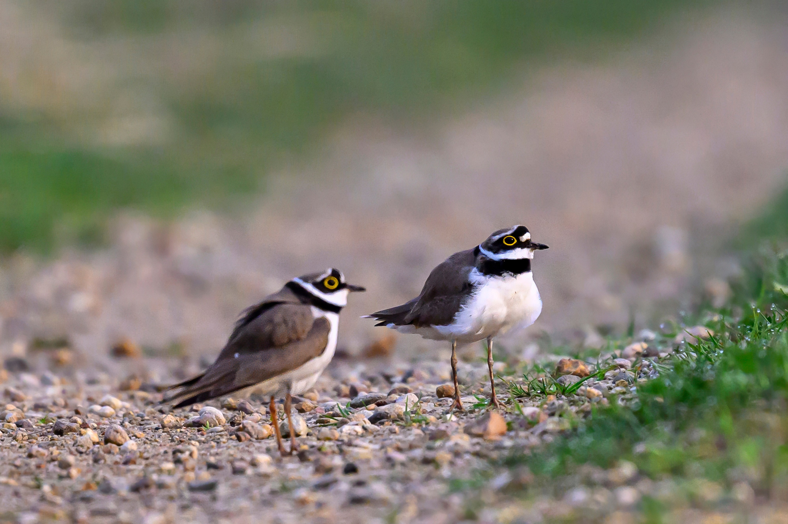 Малый зуек. Wildlife photography by Sergey Puponin